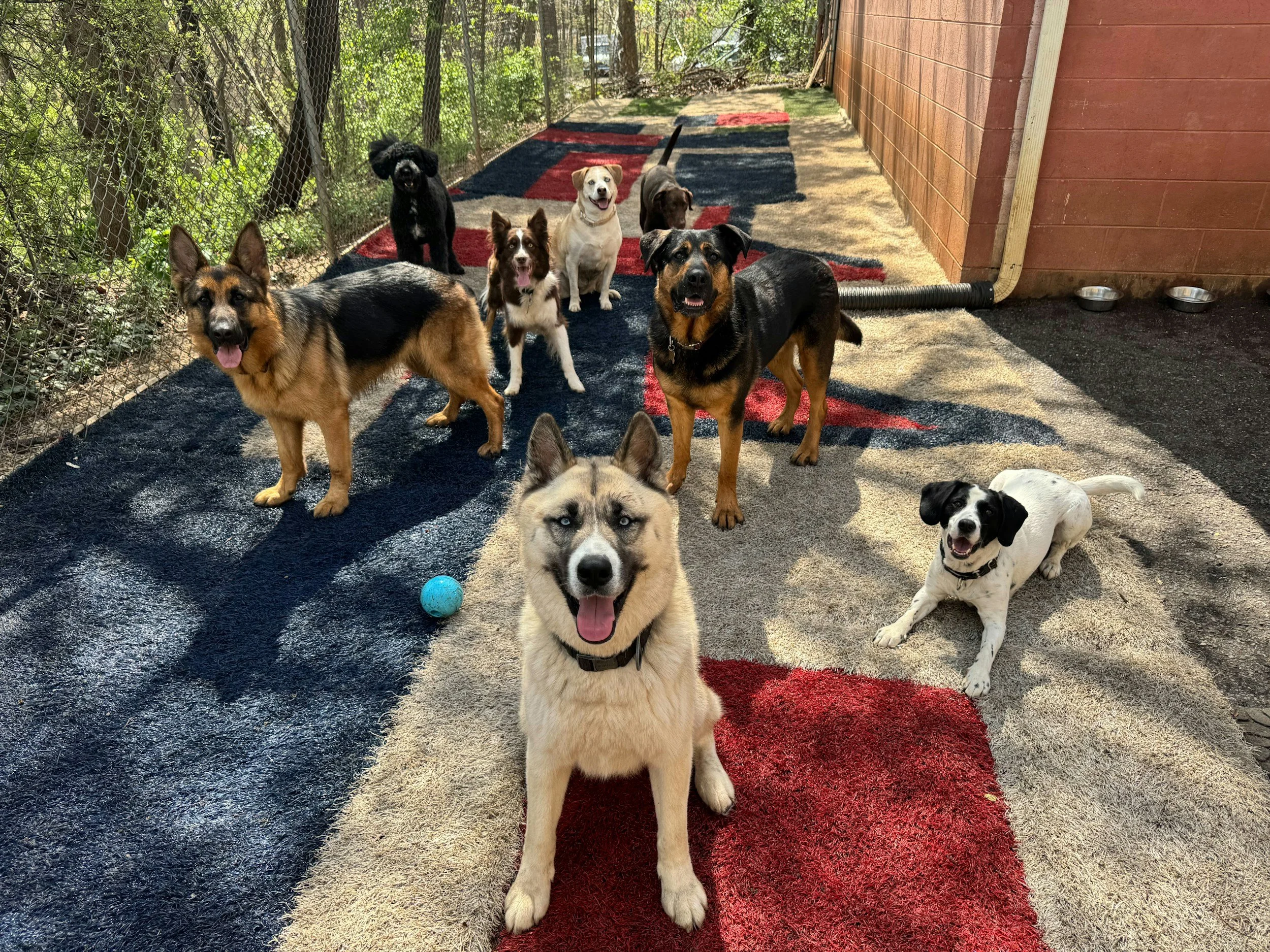 Group of nine dogs of various breeds and sizes on outdoor turf and sand, with trees and a wooden wall in the background.