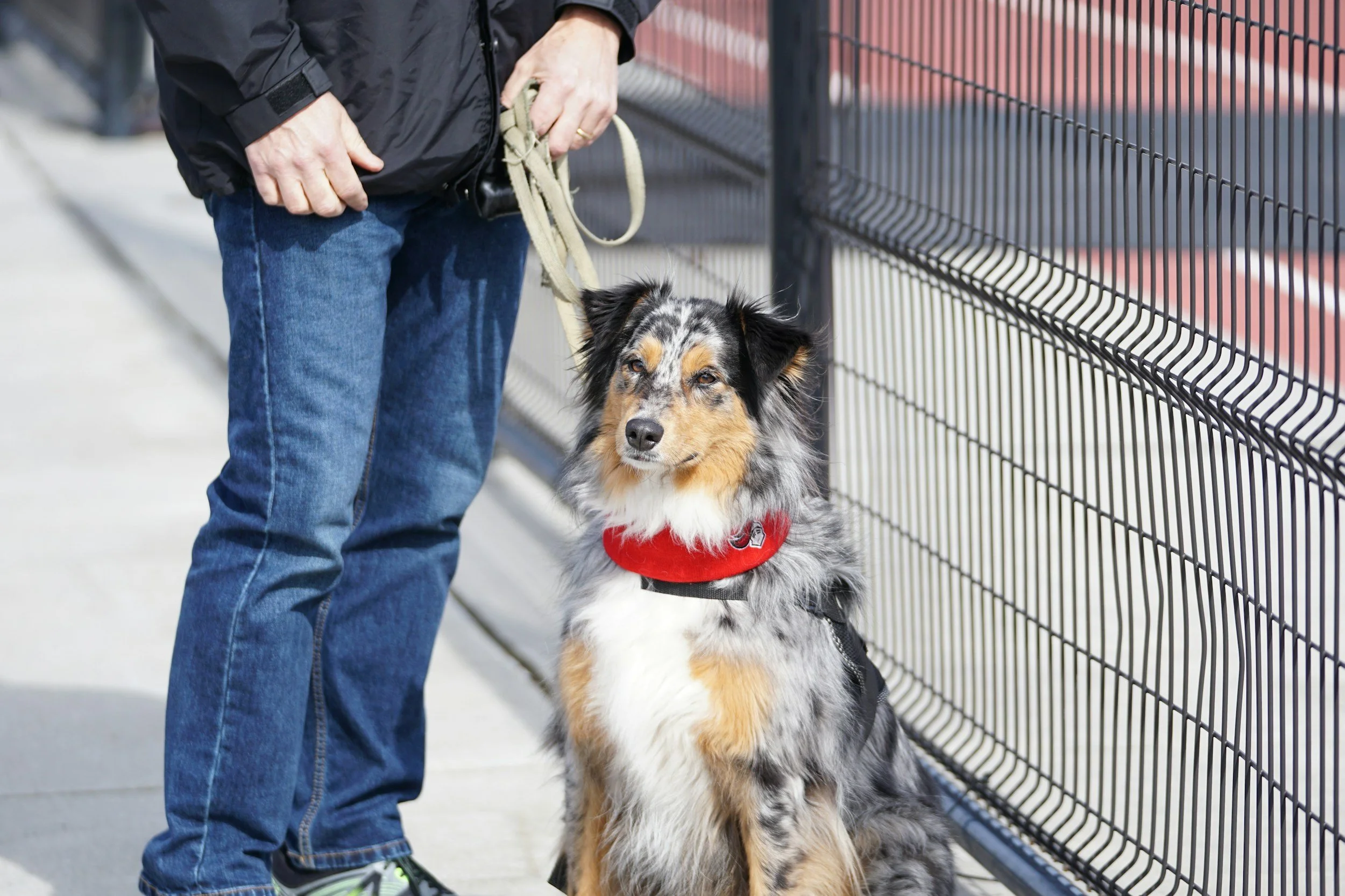 A person in blue jeans and a black jacket standing beside a merle Australian Shepherd dog with a red harness, at an outdoor dog park near a black metal fence.