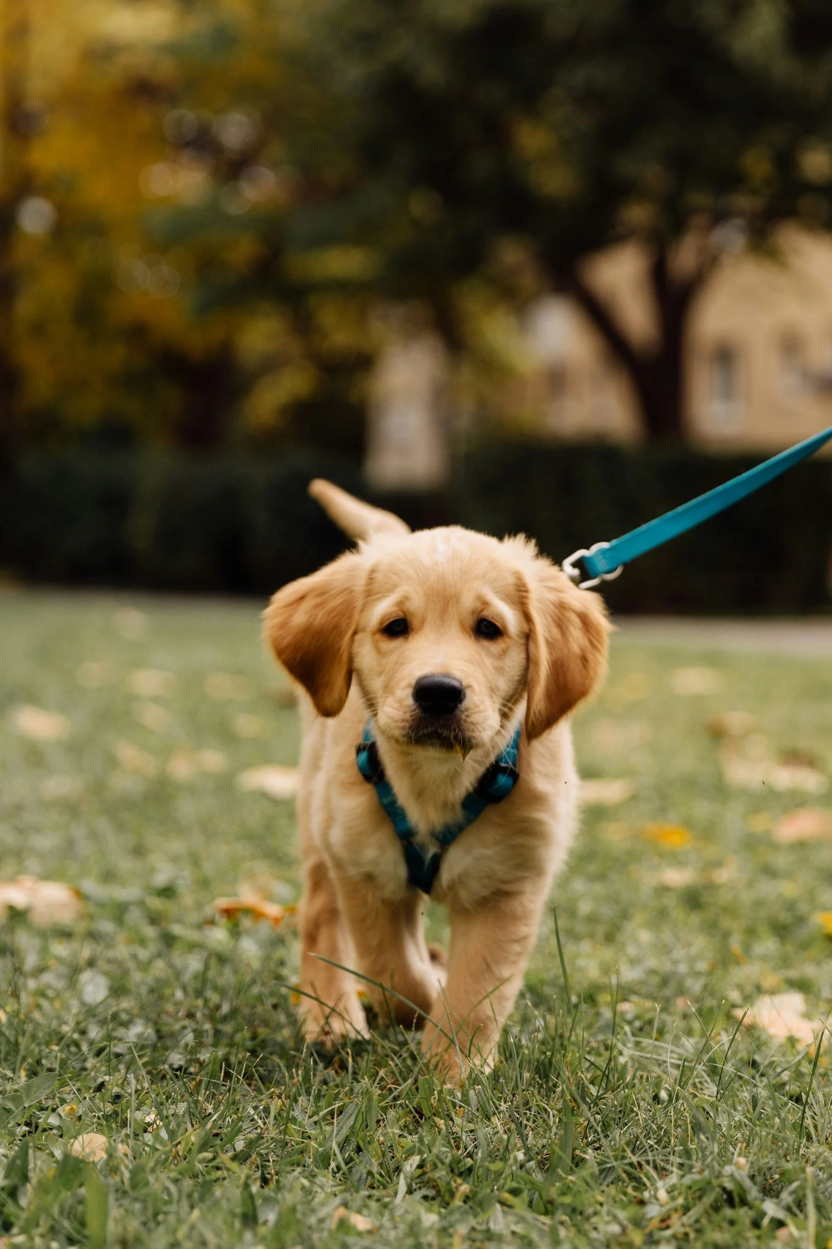 Golden retriever puppy walking on grass with a blue leash in a park, blurred trees in the background.