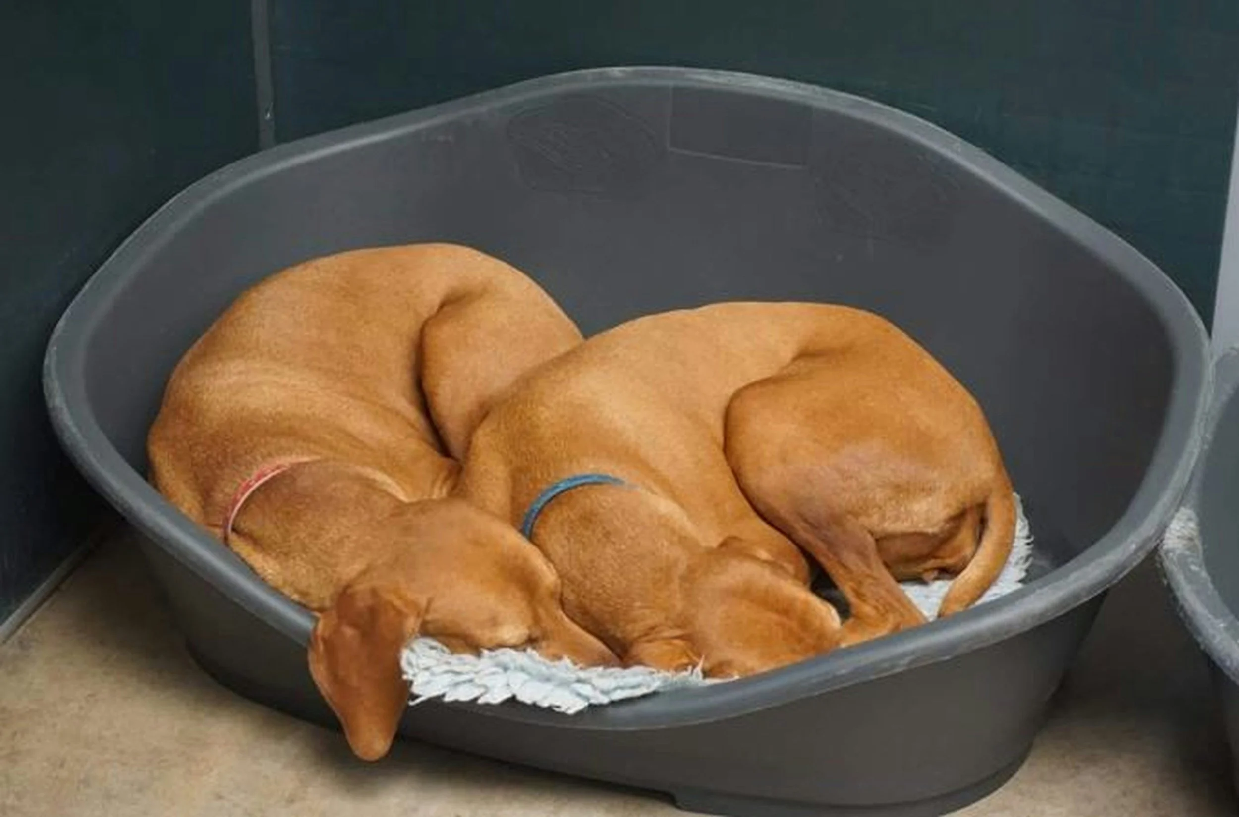 A gray plastic container filled with five golden-brown baked hot dog buns with no toppings, lined with white paper towels on the bottom.