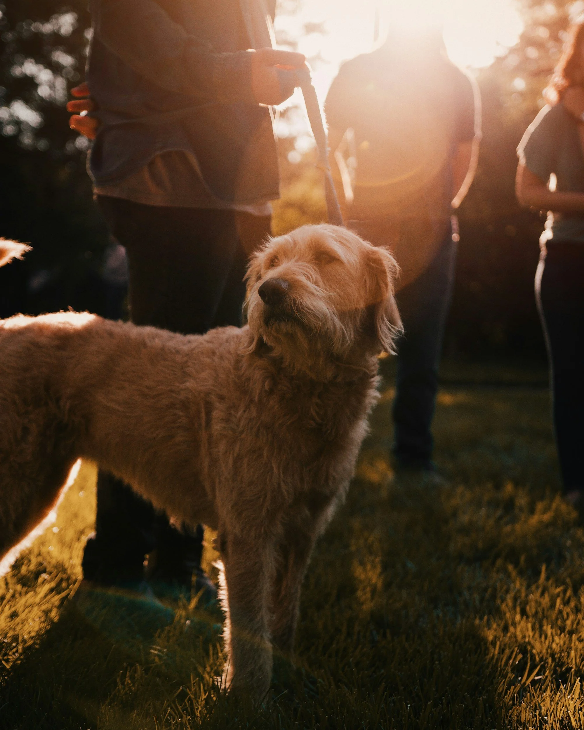 People with a dog walking outdoors at sunset.