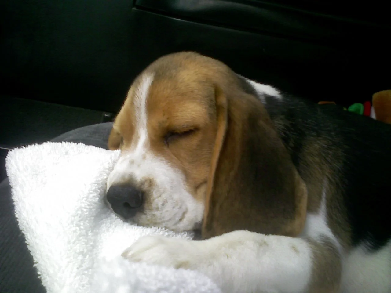 A Beagle puppy sleeping on a white towel.