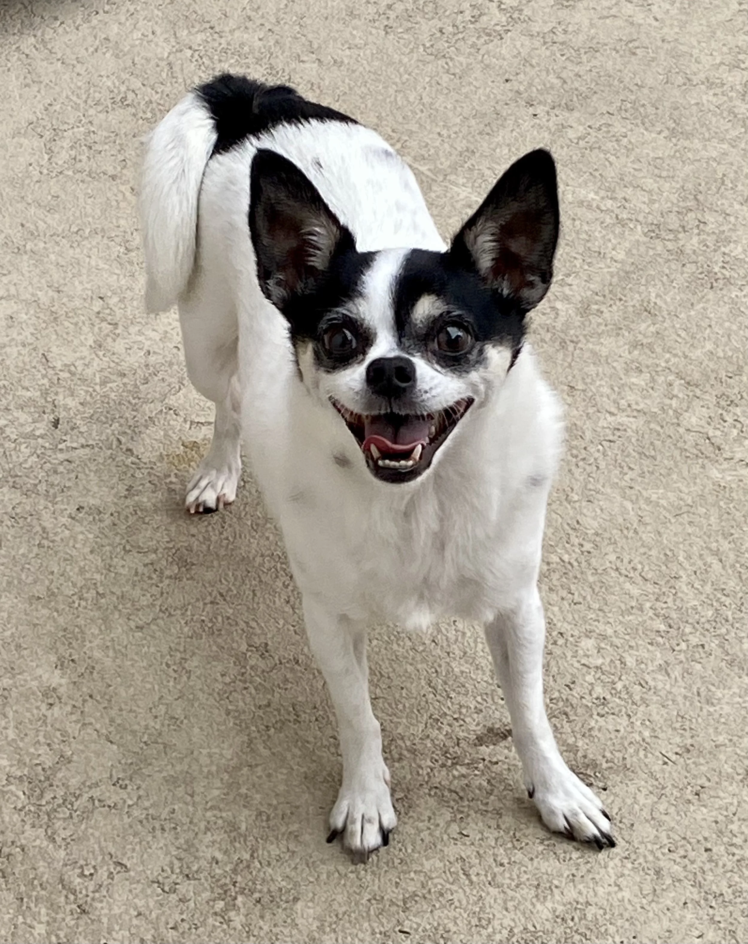 Black and white dog with large ears, smiling, sitting on a beige carpet.