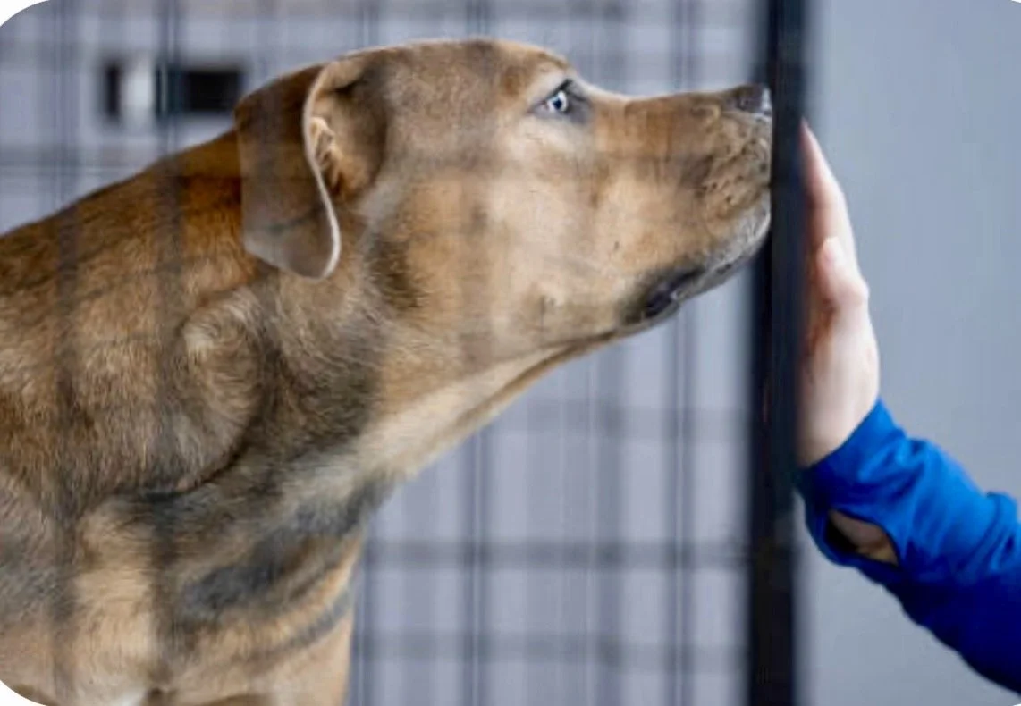 A dog pressing its nose against a wall or glass with a person gently touching the wall.