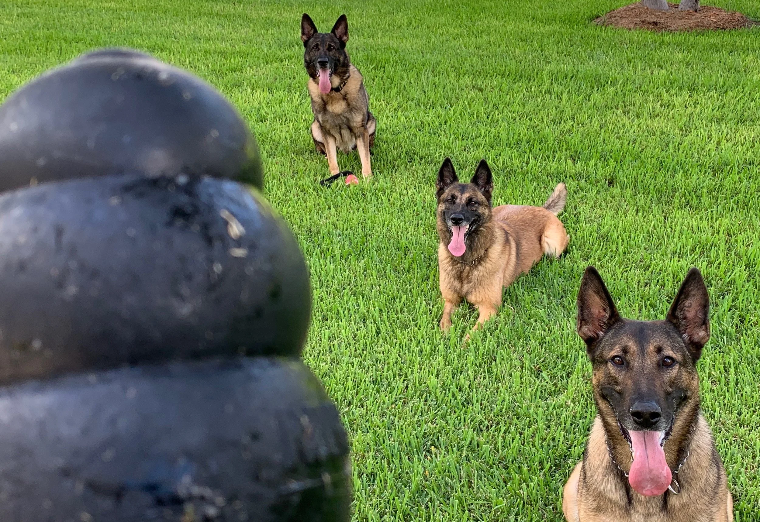 Two German Shepherd dogs lying in a grassy yard, with a black ball in the foreground.