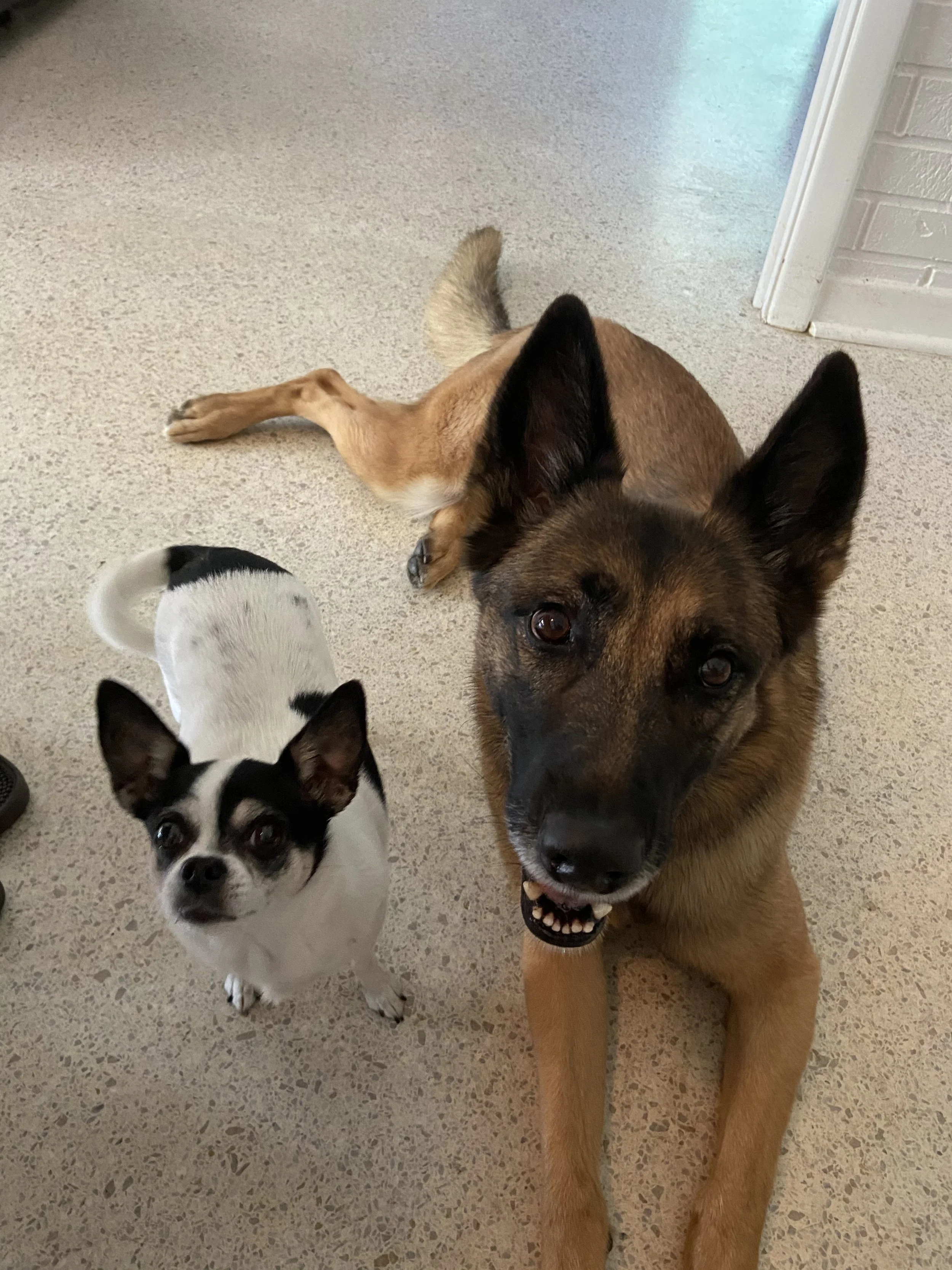 A close-up of two dogs on a beige speckled floor. One is a black and white small dog with pointed ears, and the other is a larger brown dog with black markings and large ears, looking directly at the camera.