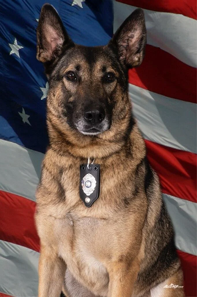 A police dog, possibly a German Shepherd mix, wearing a badge collar, sitting in front of an American flag backdrop.