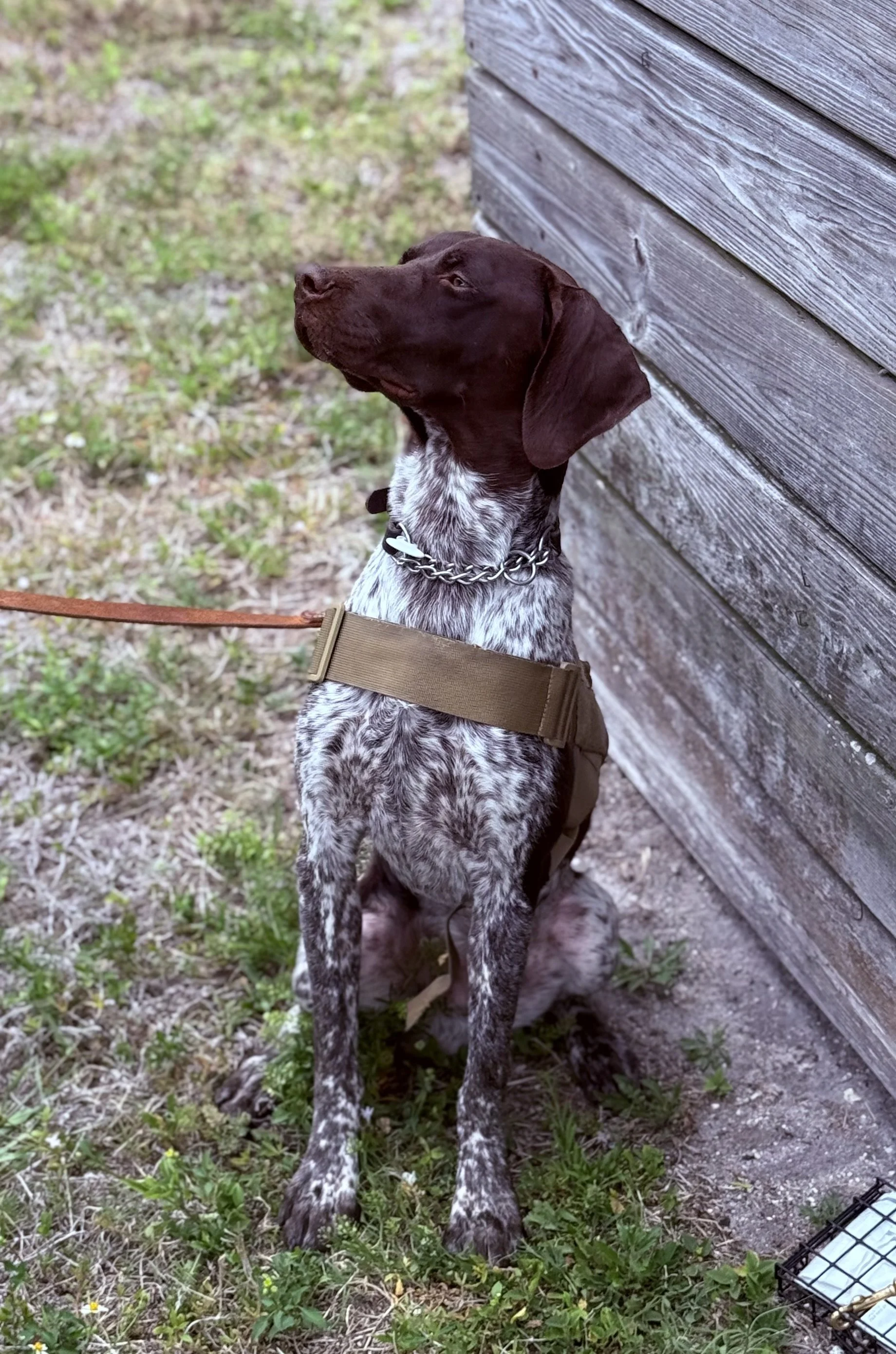 A dog with a brown head and white and black speckled body, sitting outdoors near a wooden wall, with a leash and harness, looking to the side.