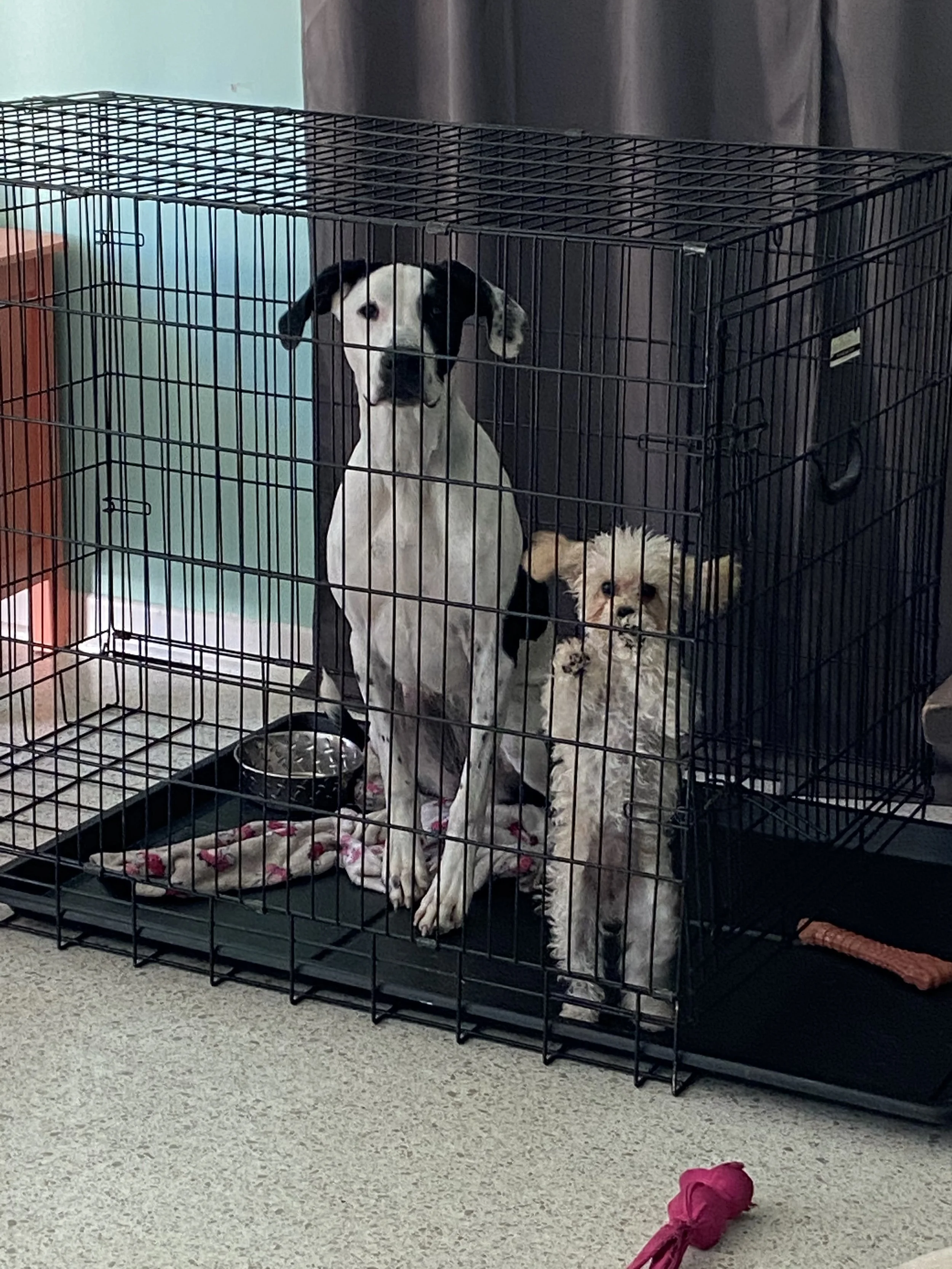 A black and white dog inside a black metal crate, with a small fluffy dog lying beside it. The crate is on a carpeted floor, and there are a pink toy or cloth on the ground outside the crate.