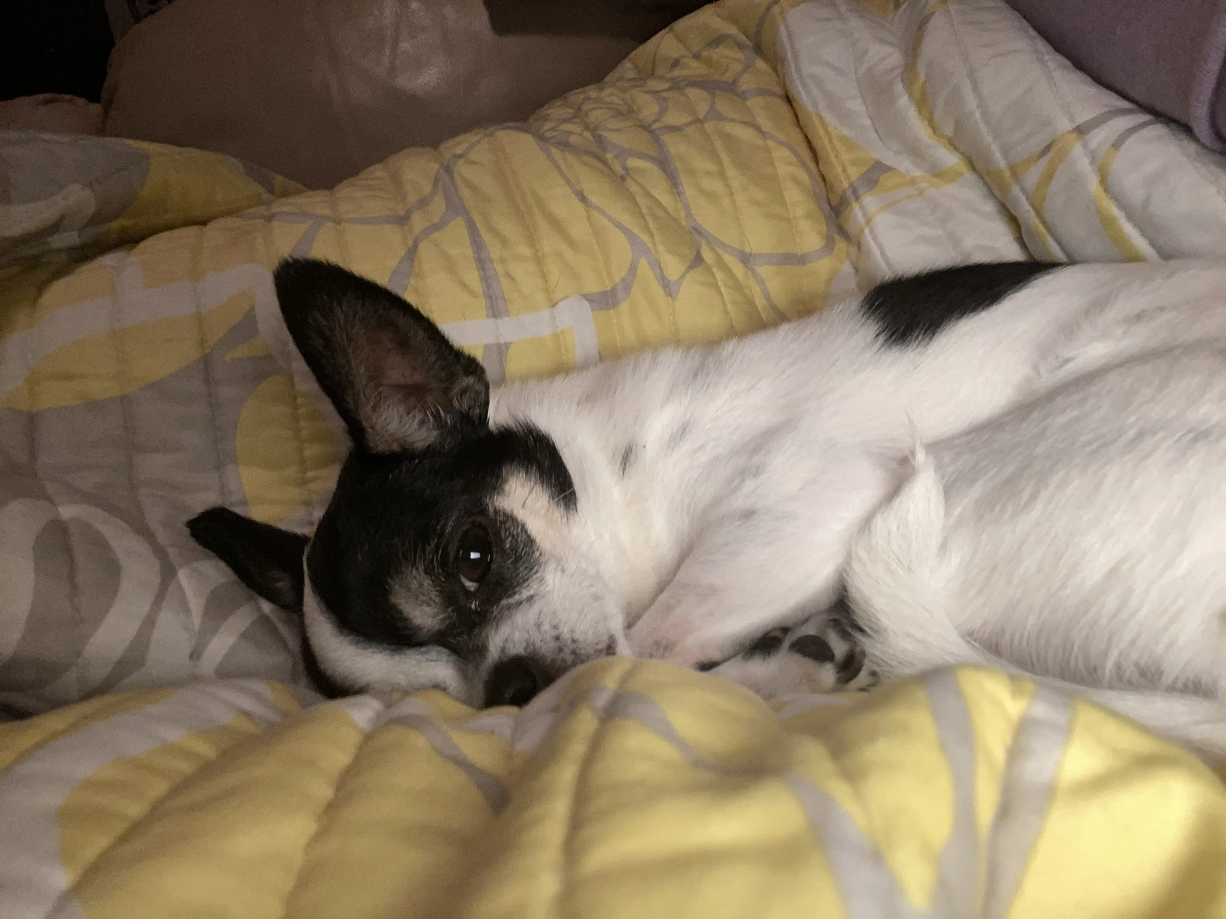 A black and white dog lying on a bed with a yellow and gray patterned comforter, partially visible face and ears, looking at the camera.