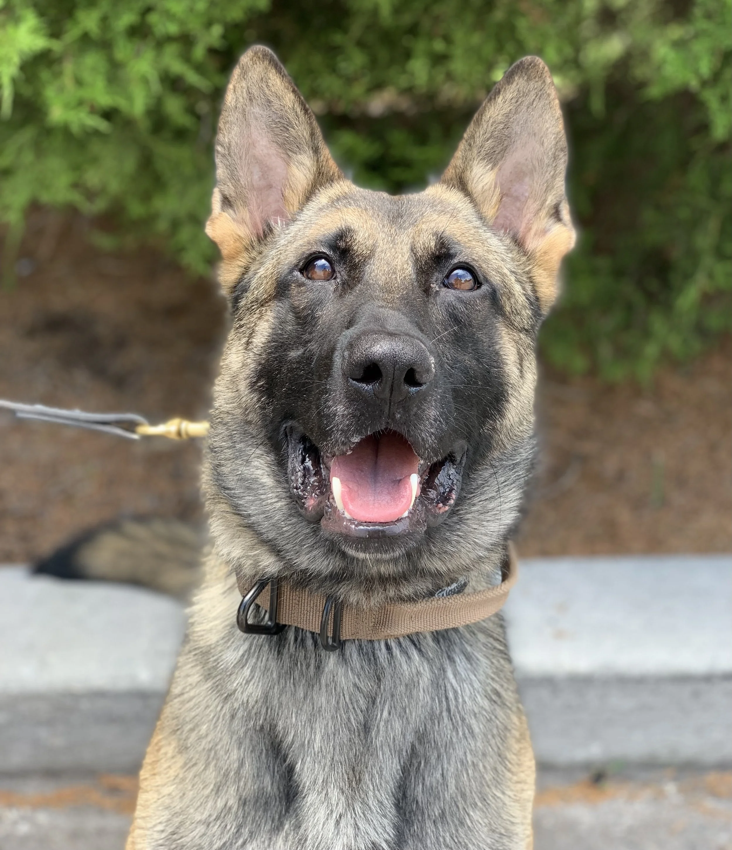 Close-up of a German Shepherd dog with its mouth open, showing its tongue and teeth, wearing a brown collar, outdoors with green bushes in the background.