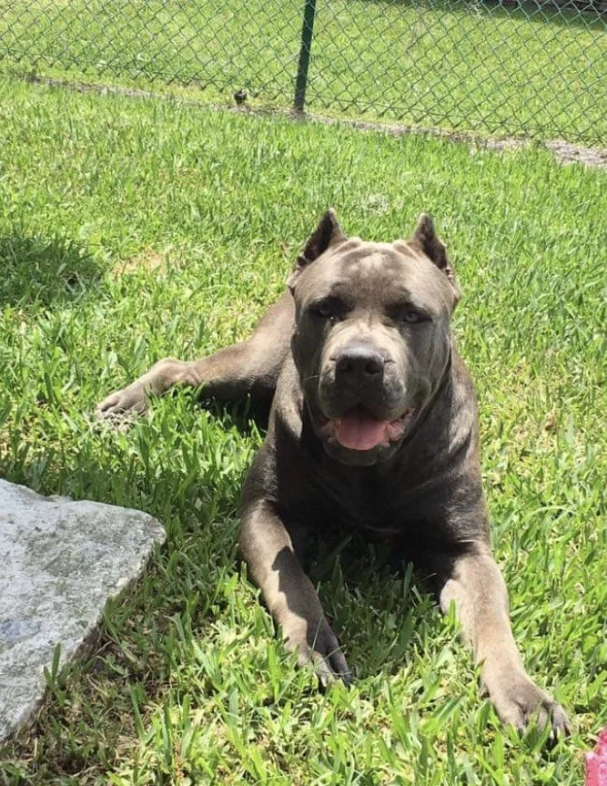 A muscular gray dog lying on green grass near a stone with a chain-link fence in the background.