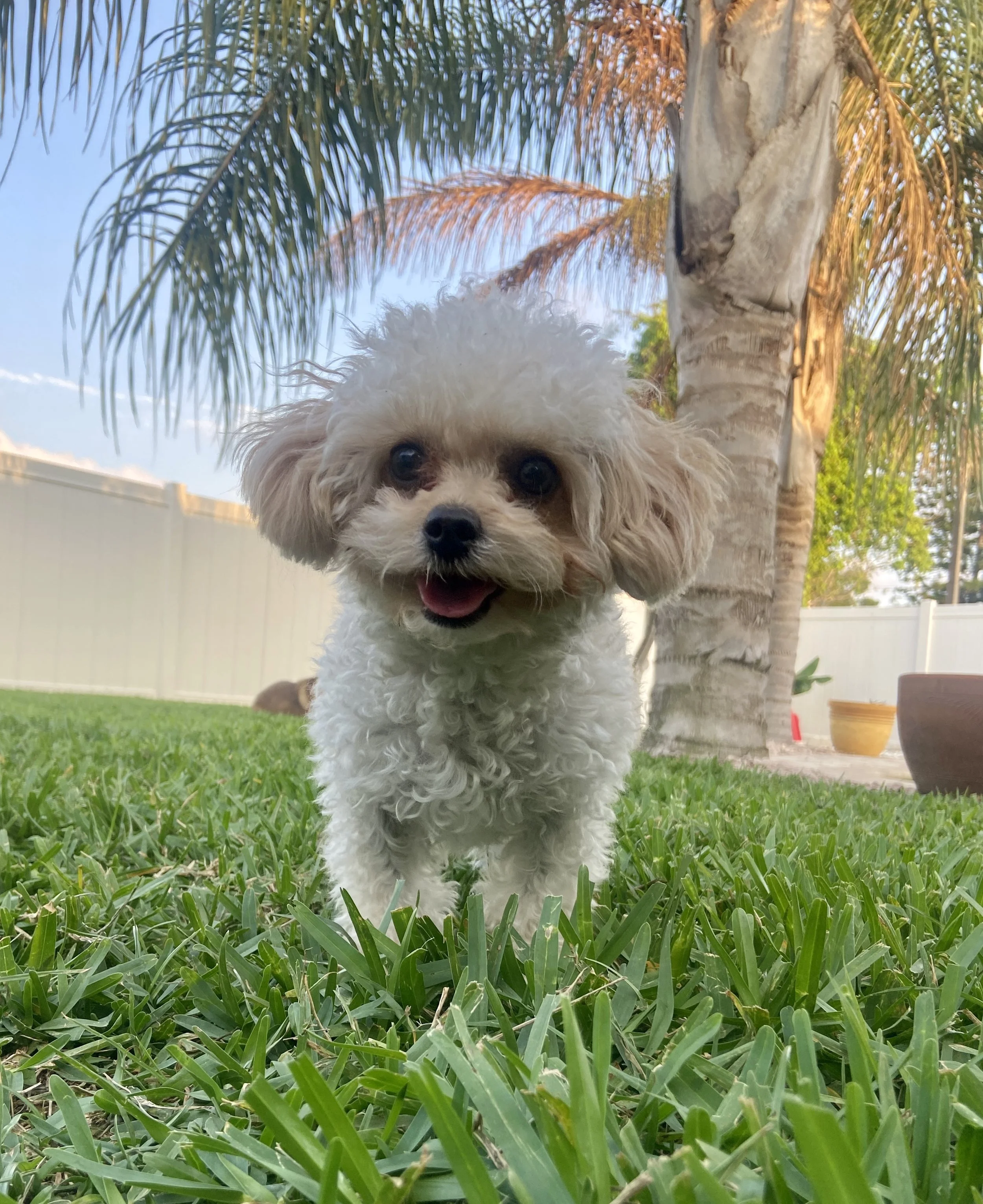 A small, fluffy, curly-haired dog with a light cream-colored coat standing on green grass in a backyard near a palm tree. The dog appears to be happy, with its mouth slightly open and tongue visible.