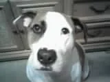 Close-up of a dog with a white face and black markings, sitting indoors near a piece of furniture.
