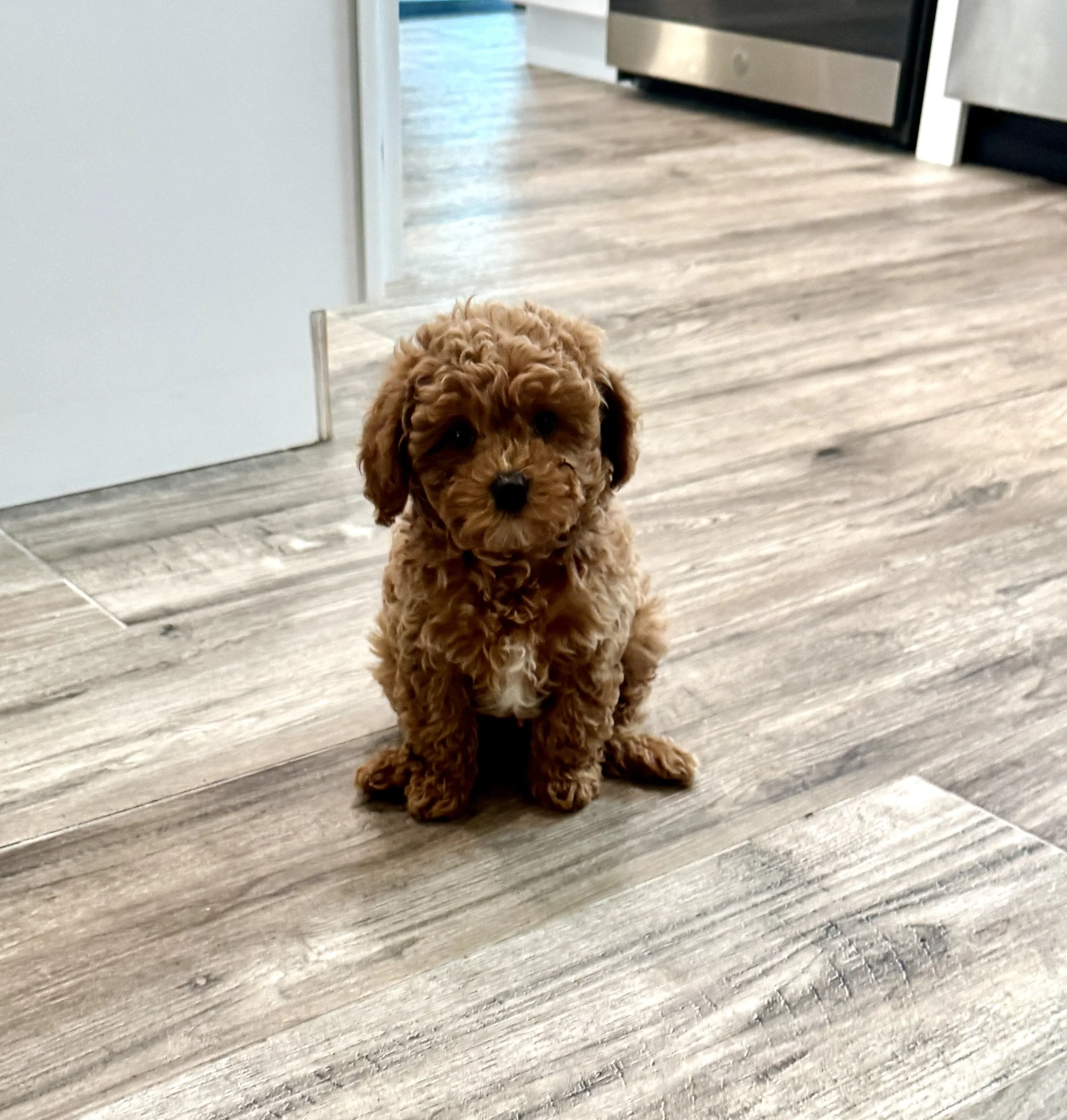 A small, curly-haired brown puppy with dark eyes sitting on a wooden floor in front of a white wall and a stainless steel kitchen stove.