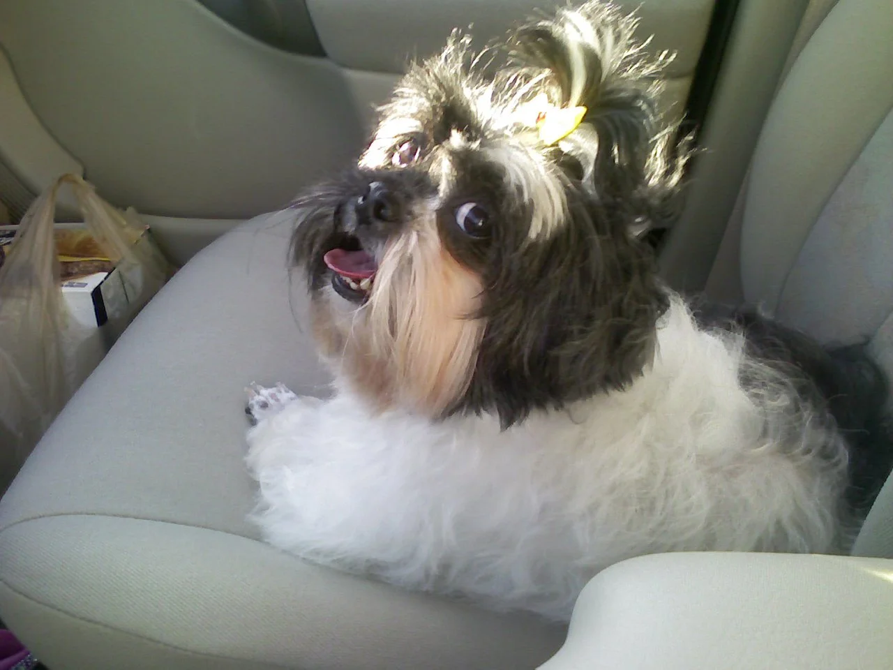 A small, fluffy dog with black and white fur, sitting on a car seat, looking up with its tongue slightly out. The dog has a yellow bow in its hair.