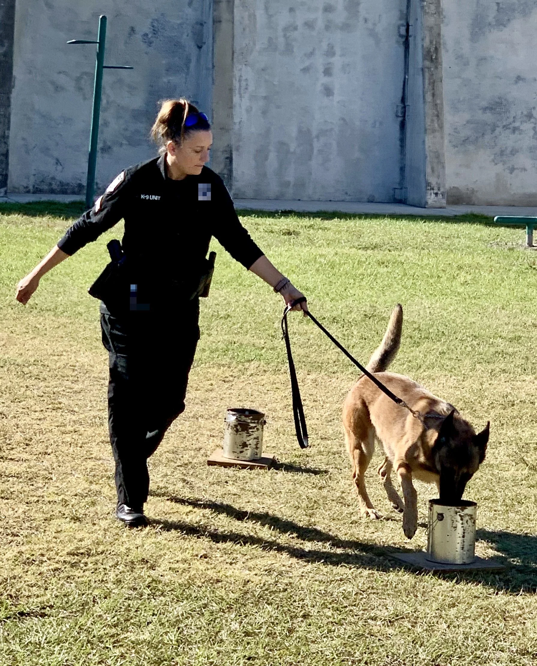 A woman in a police uniform walking a German Shepherd dog in an outdoor training or activity area with grass and concrete posts.