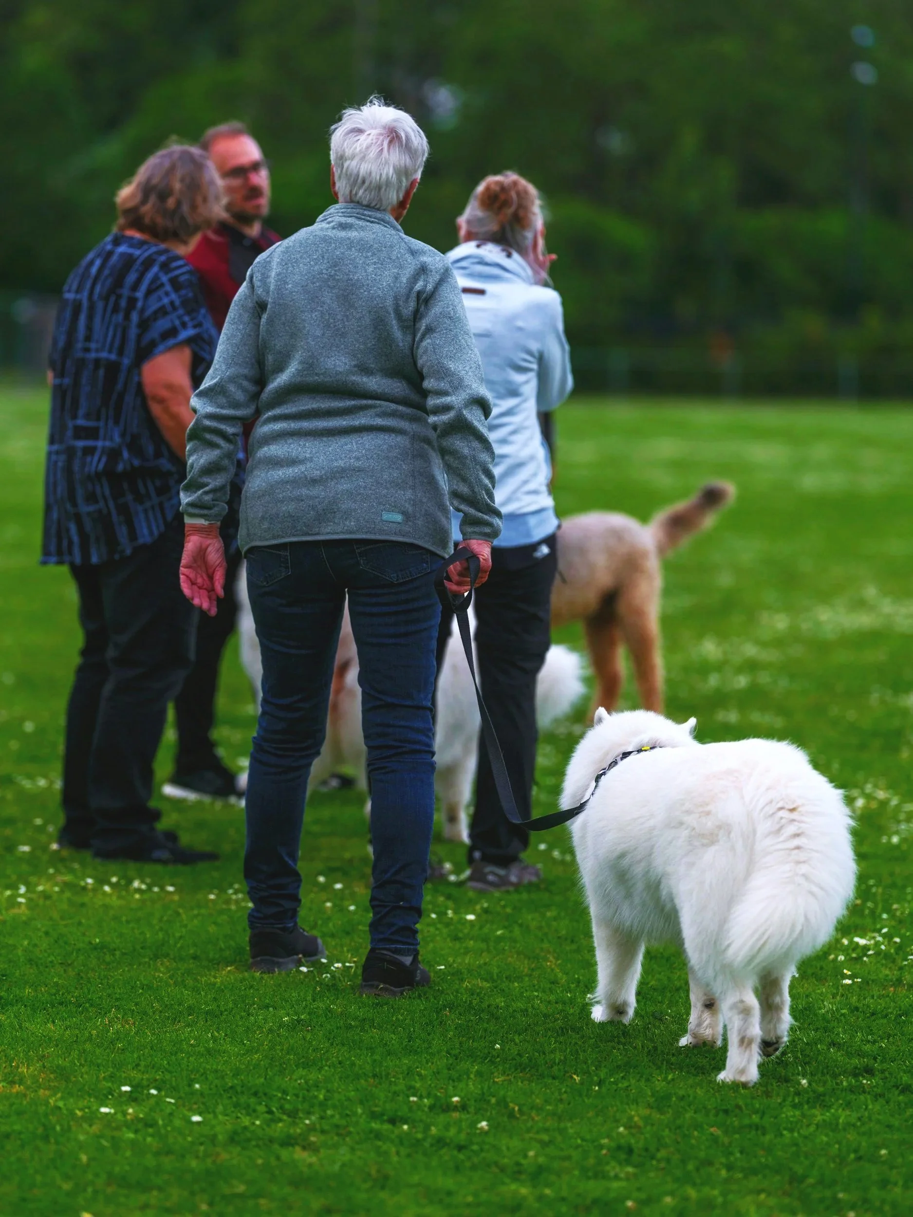 A group of five people and three dogs standing on a grassy field with trees in the background. The people are facing away or to the side, and one person has a leash in hand. The dogs include a large fluffy white dog in the foreground and two other large dogs in the background.