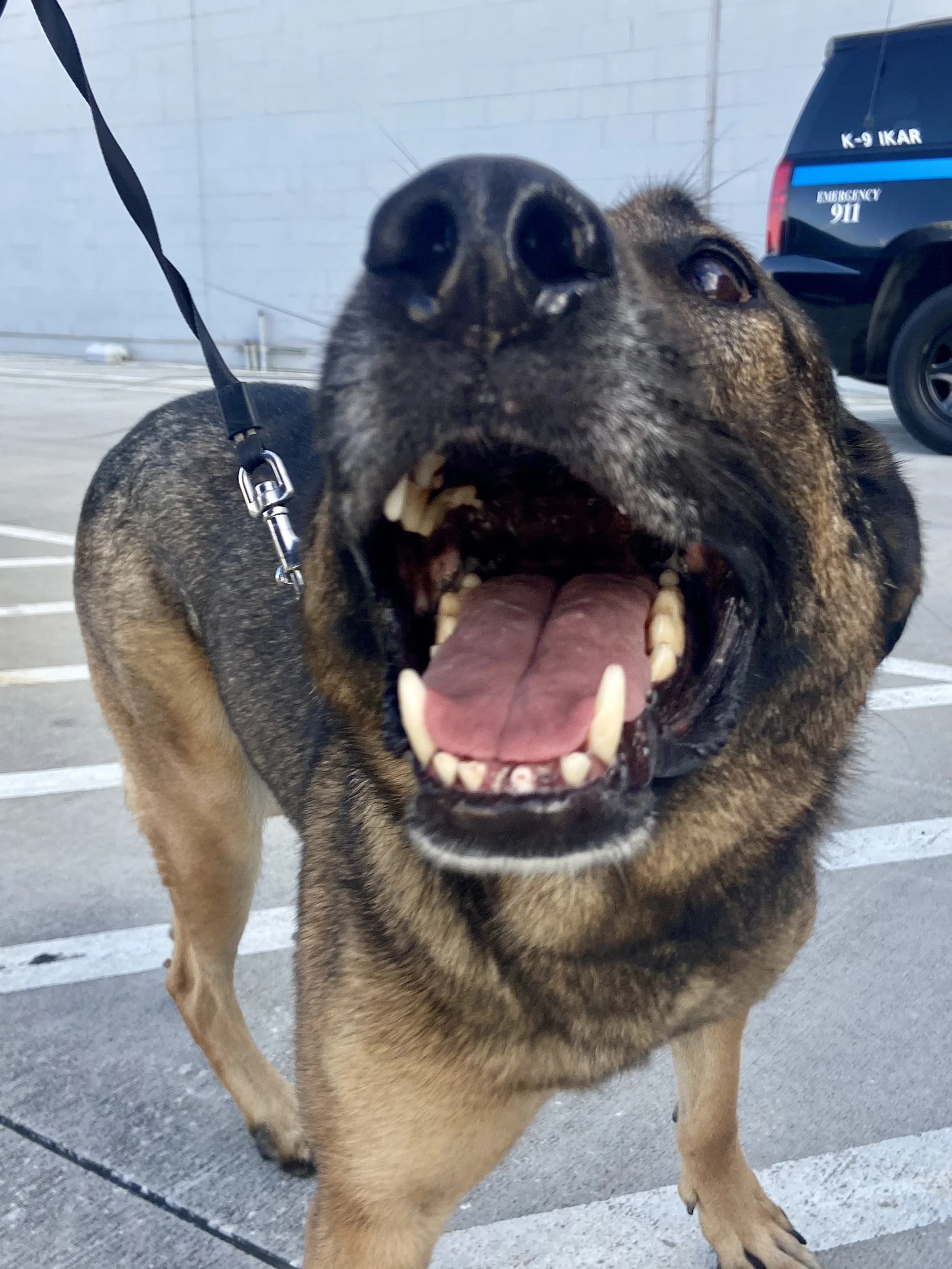 A close-up of a large dog with a black and tan coat, showing its open mouth and sharp teeth, standing outdoors in a parking lot near a police vehicle.