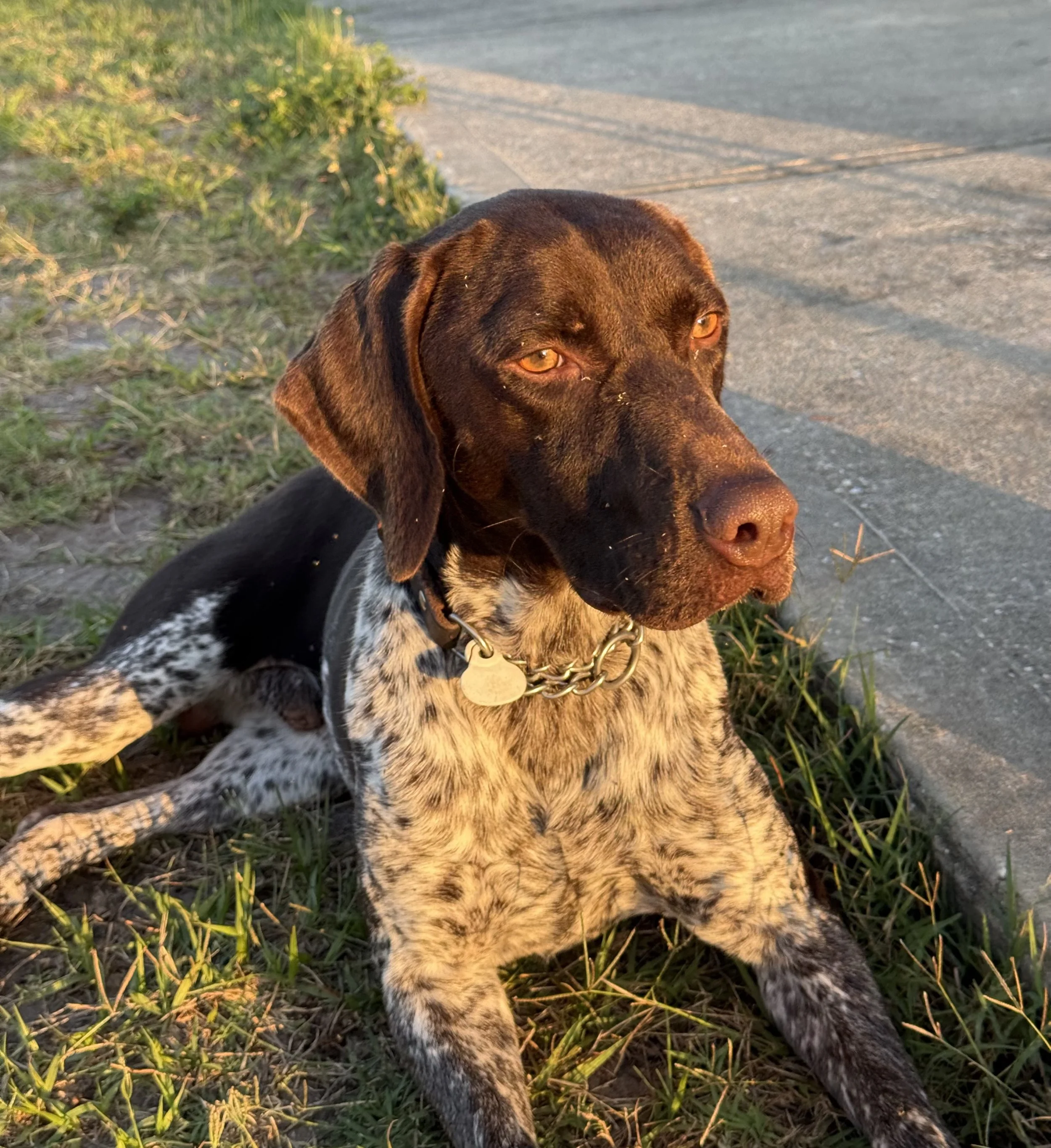 A brown dog with amber eyes sitting on grass near a sidewalk, illuminated by warm sunlight.