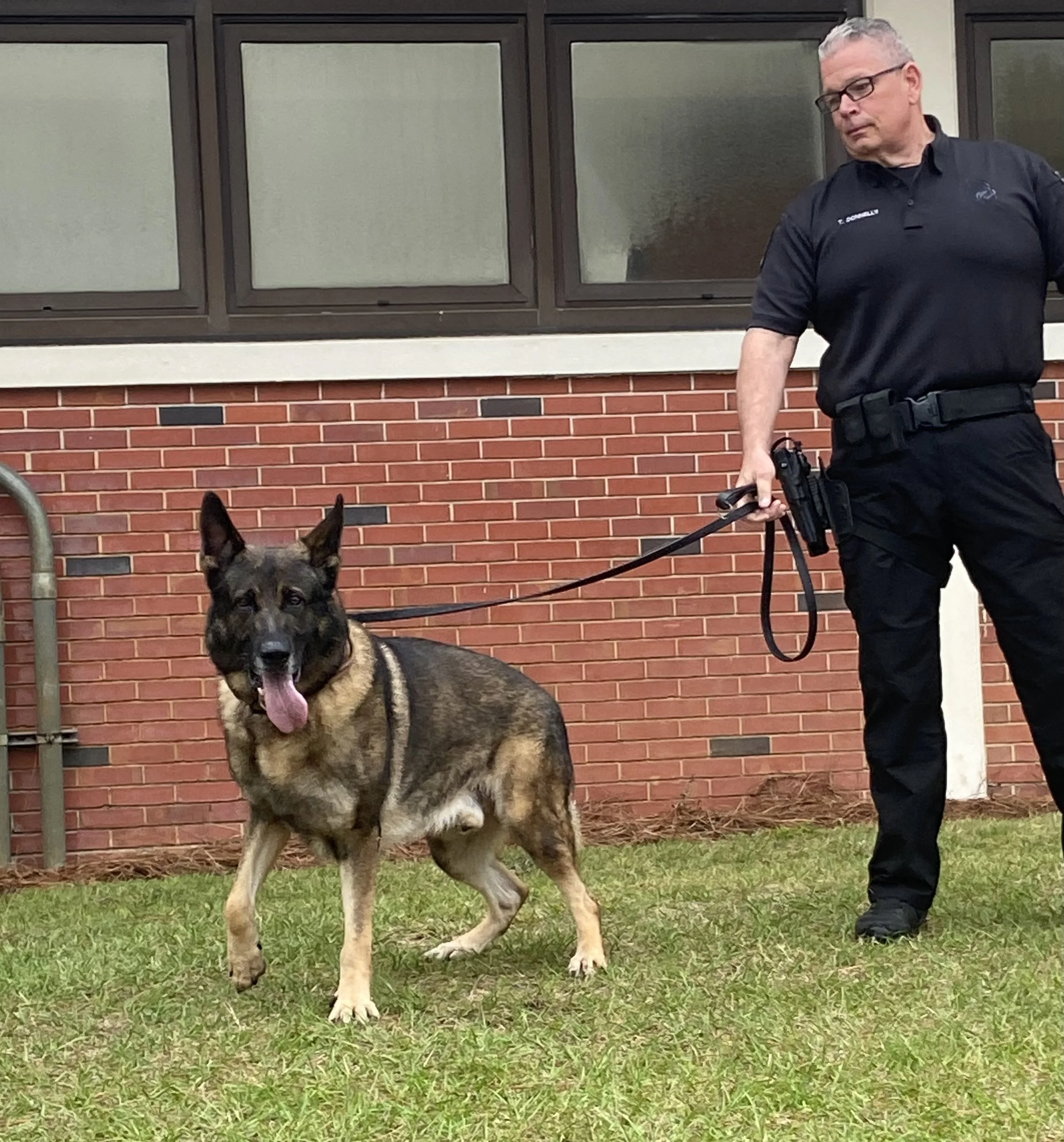 German Shepherd dog on a leash, panting with tongue out, standing on grass in front of a brick building with large windows, next to a man in black security uniform holding the leash.