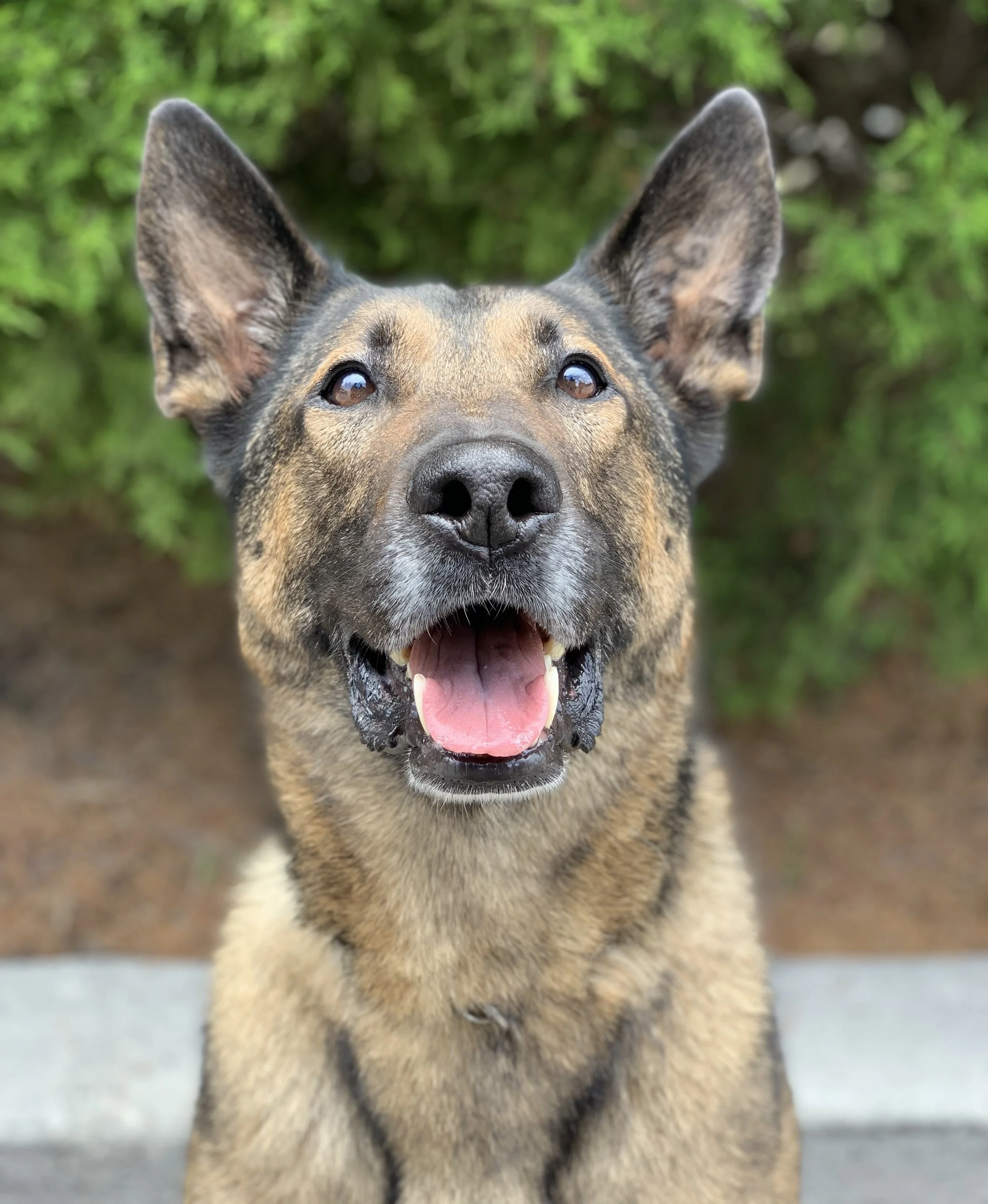 A close-up of a happy dog with pointy ears, possibly a mixed breed or Australian Shepherd, standing outdoors on a path with green foliage in the background. The dog has a tan and black coat, with its mouth open and tongue slightly out.