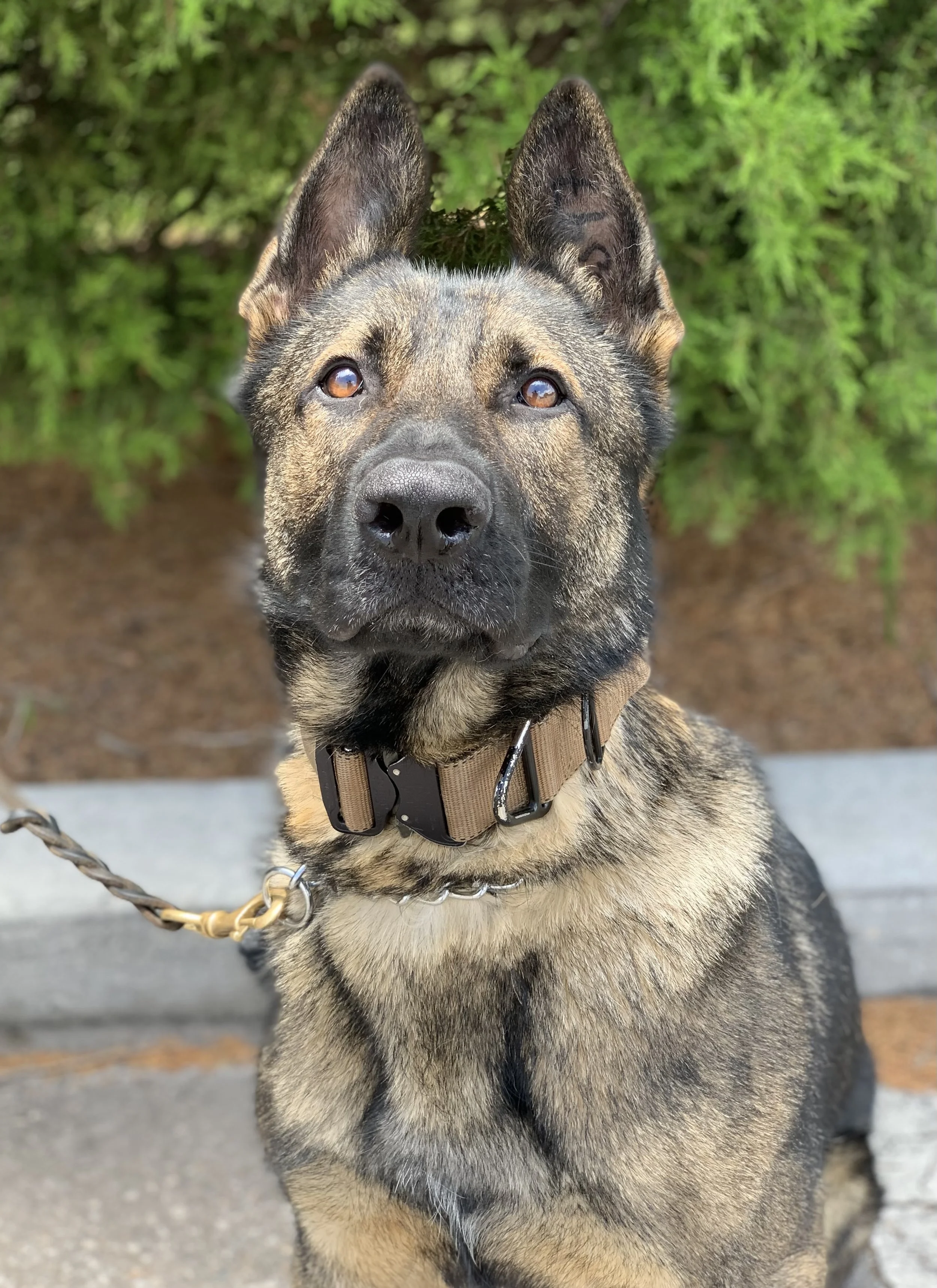 Close-up of a German Shepherd puppy with black and tan fur, wearing a brown collar, standing outdoors on a paved surface with green bushes in the background.