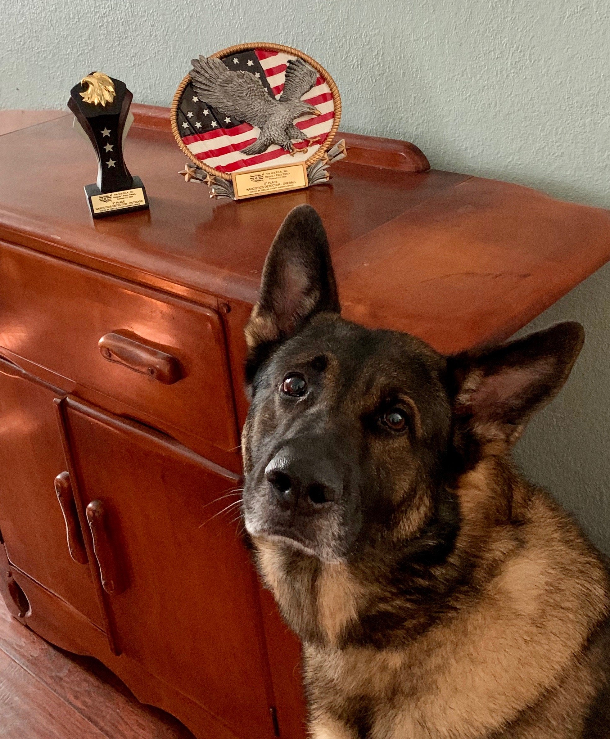 A black and tan dog with pointy ears looking into the camera, partially obscuring a wooden dresser and trophies on top, with an eagle and American flag decoration in the background.