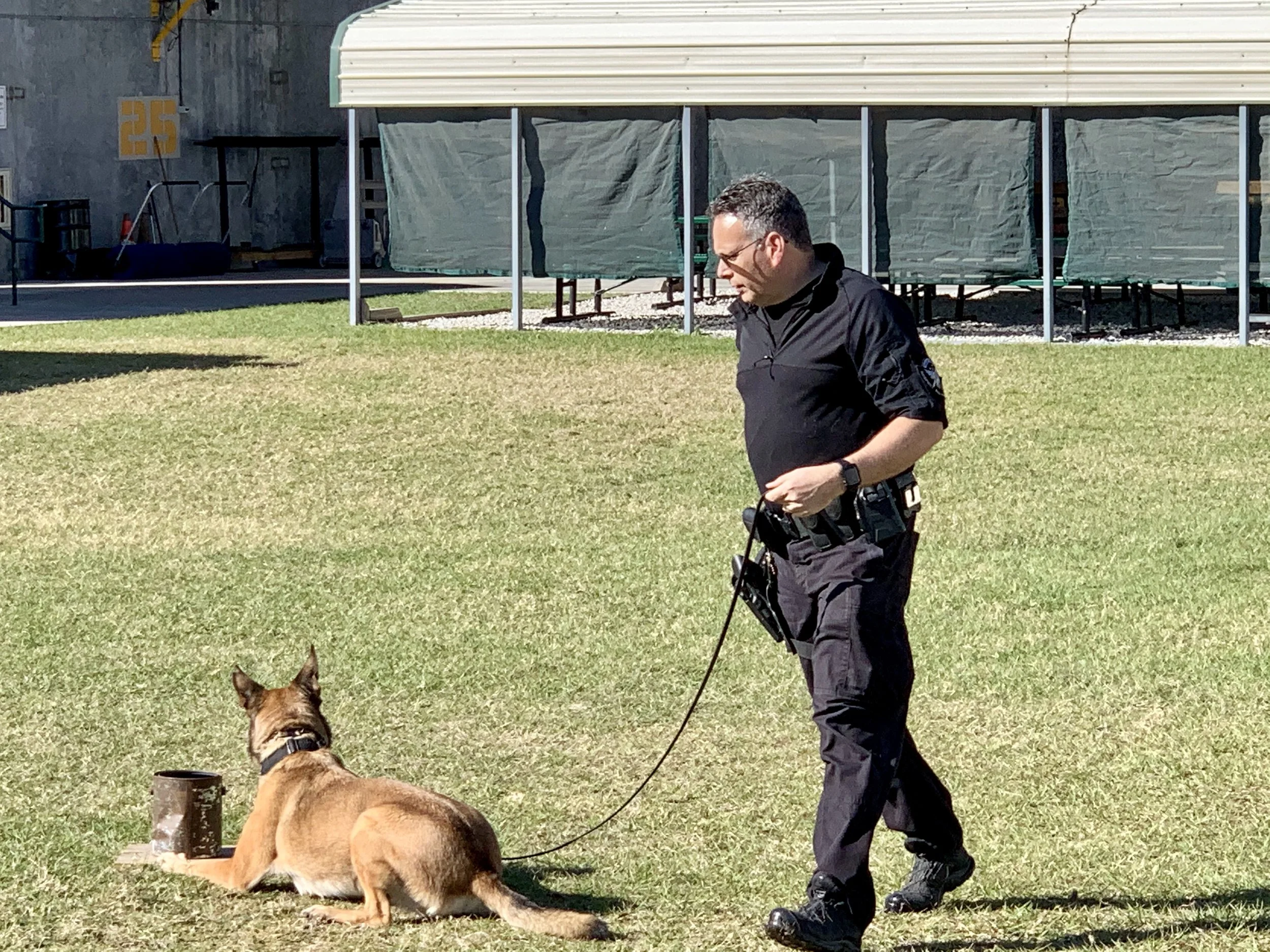 A man walking a dog in a grassy area near a building with covered outdoor seating, with a police dog in front of him, and a German Shepherd dog facing away.