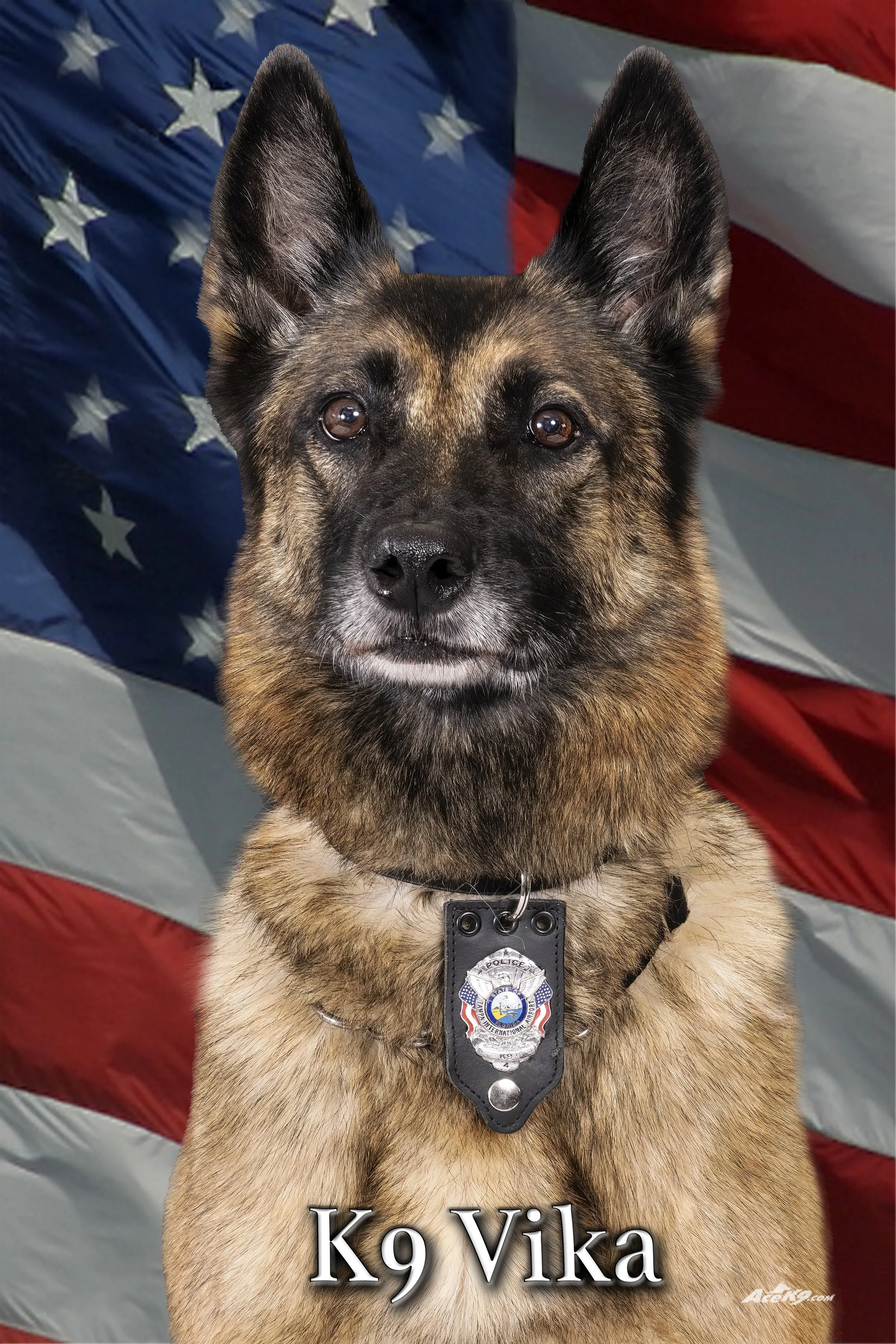 A Belgian Malinois police dog named Ko Vika wearing a police badge, sitting in front of an American flag background.