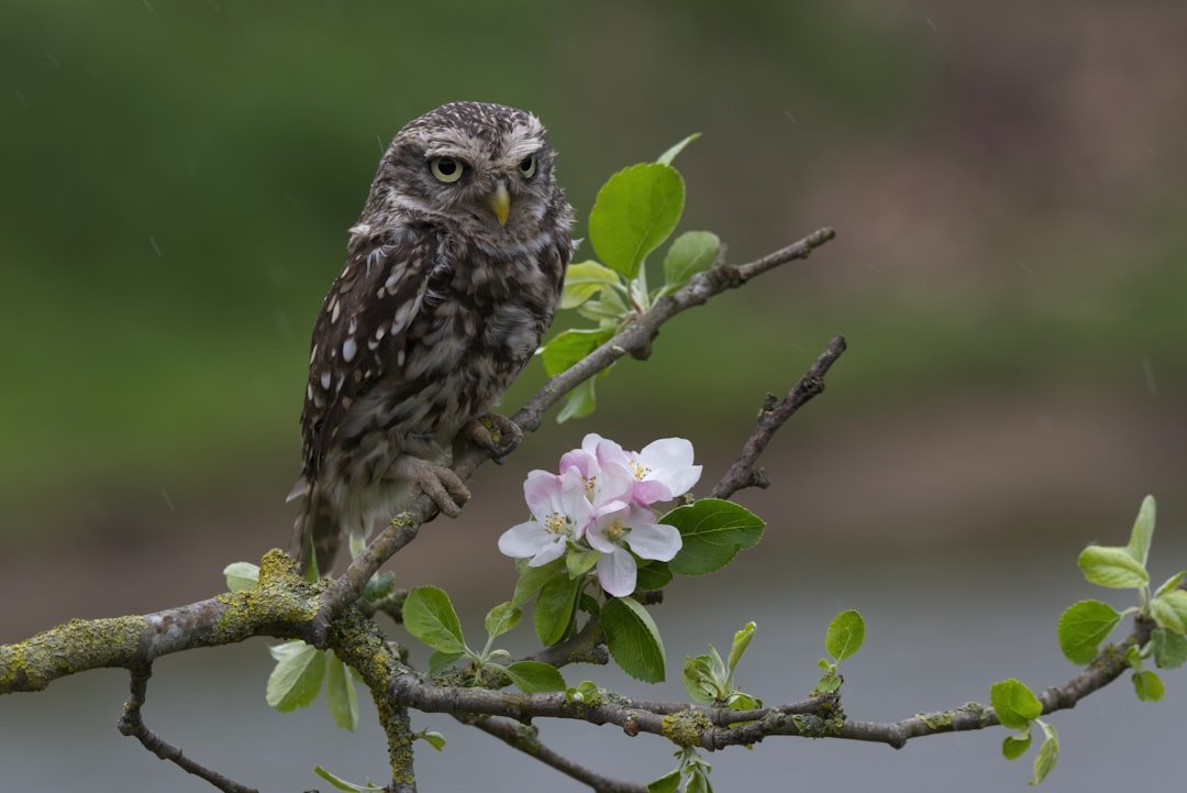 Steinkauz sitzt auf einem Kirschbaumast mit Blüten und grünen Blättern