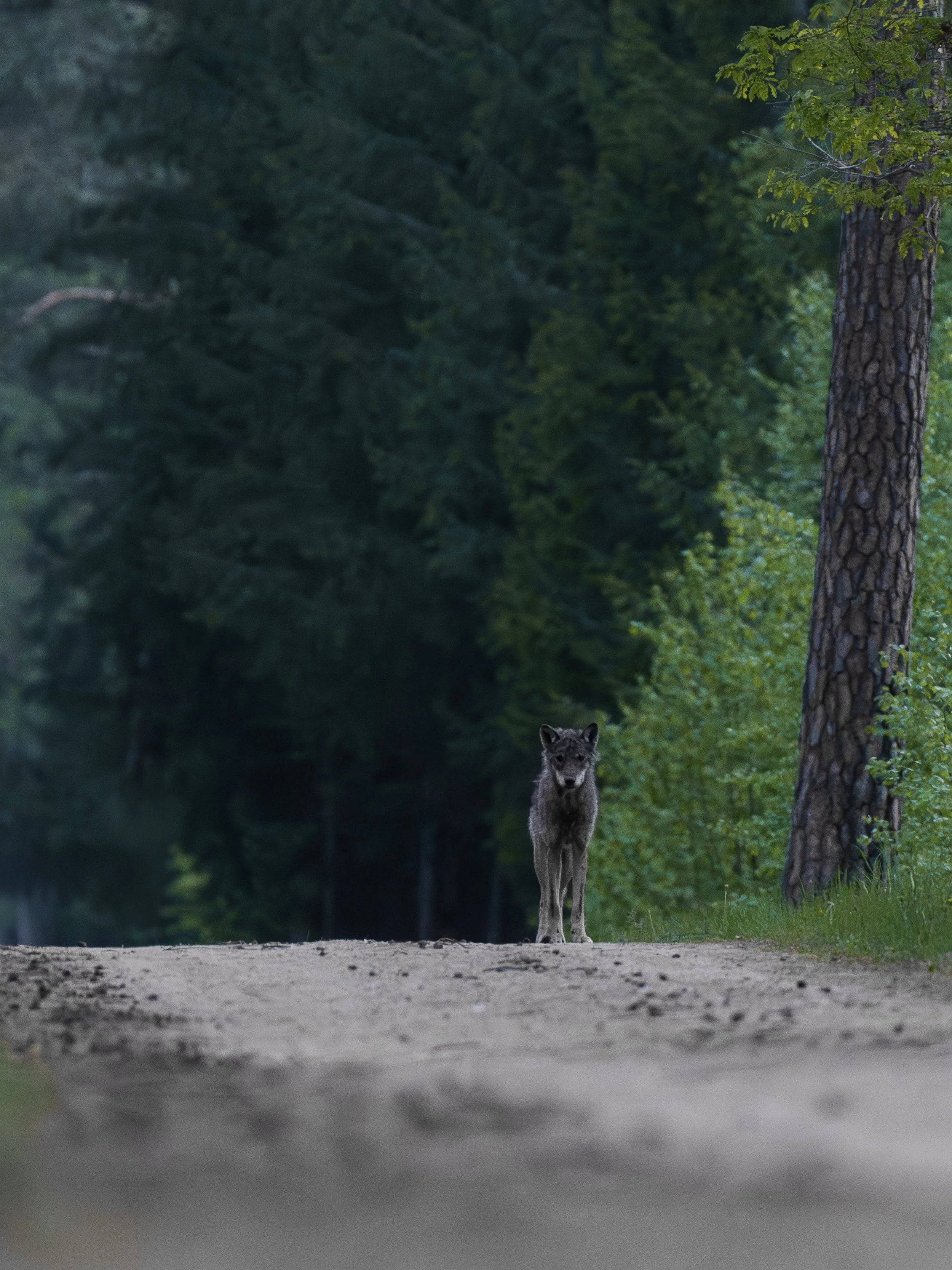 Ein Wolf auf einem Waldweg in Bialowieza.
