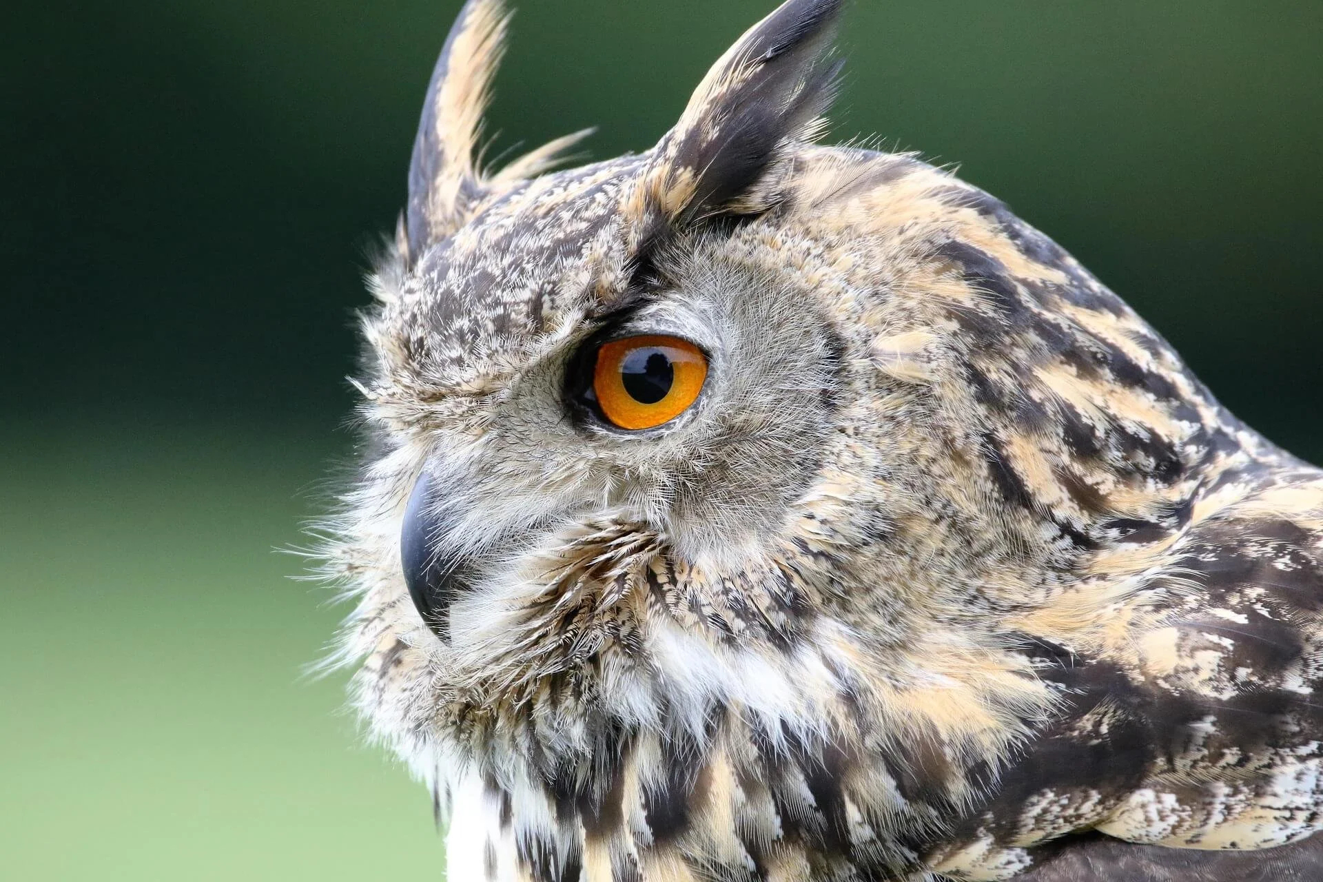 Porträtfoto eines Uhus mit orangenen Augen