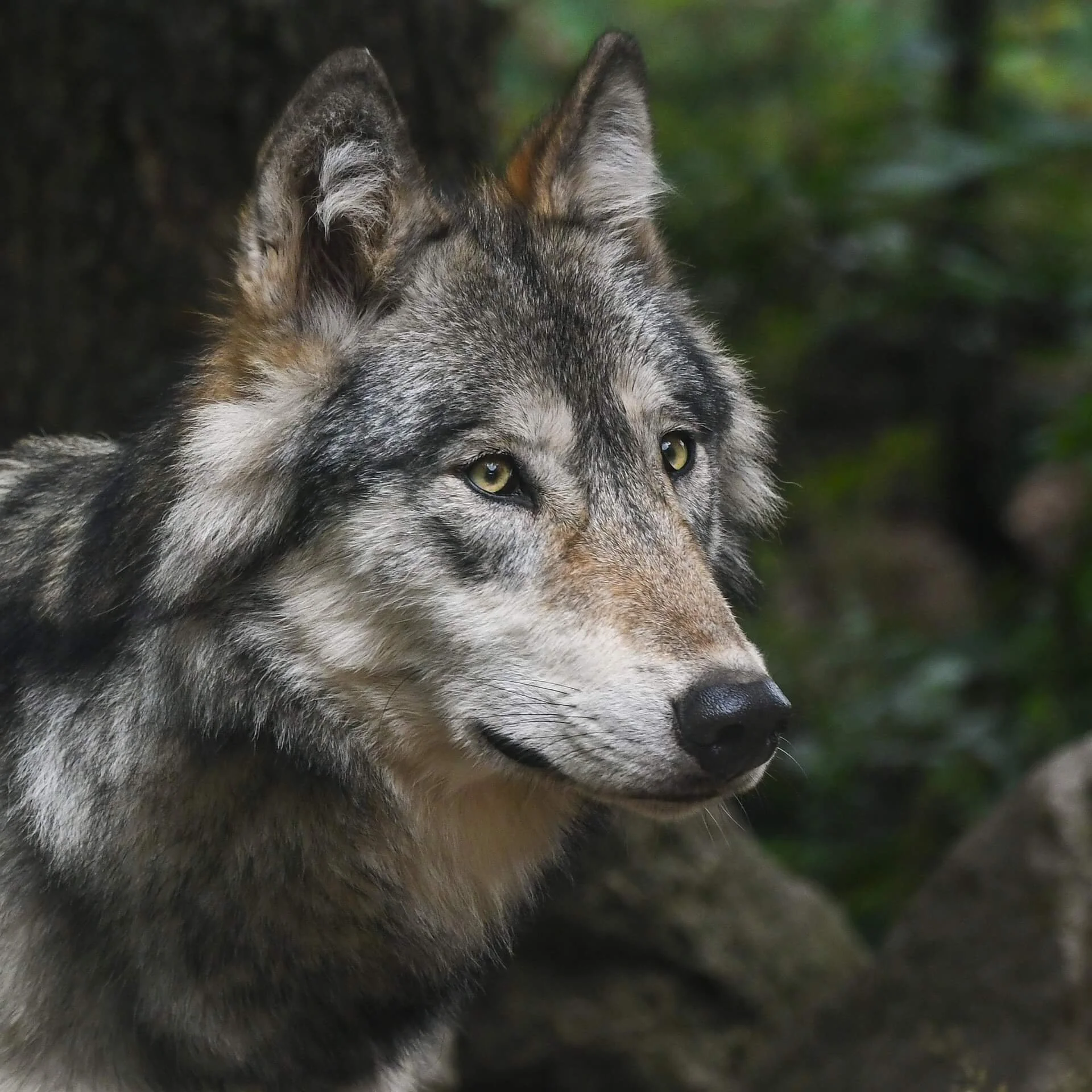 Porträtfoto eines Grauwolfs mit gelben Augen