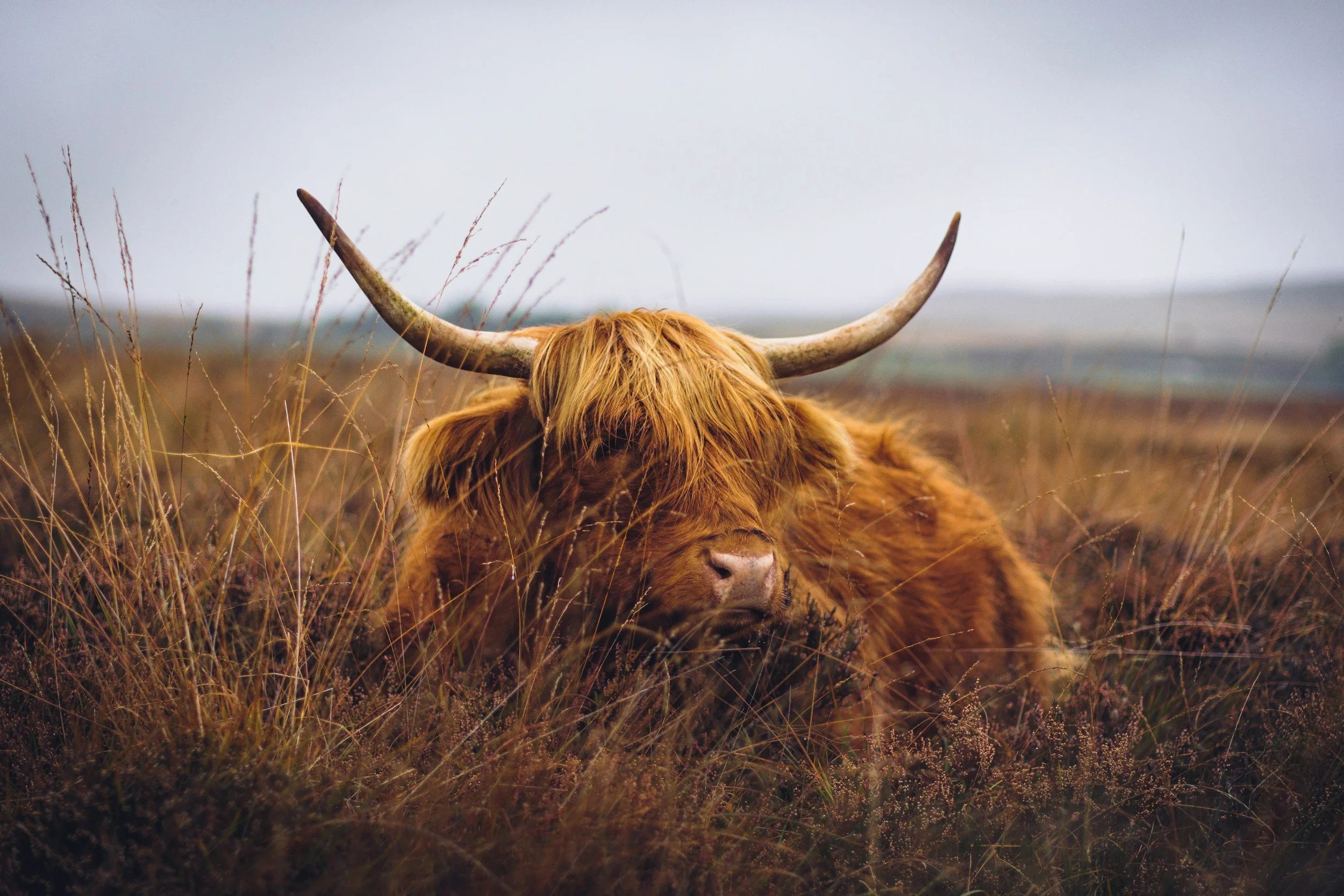 A Highland cow resting in a field of tall grass with large horns and shaggy reddish-brown fur, under a gray sky.