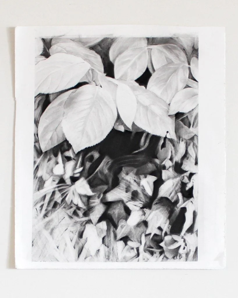 Understory 3 (2024) - Pencil on Archival Paper - 11" x 14" - $400