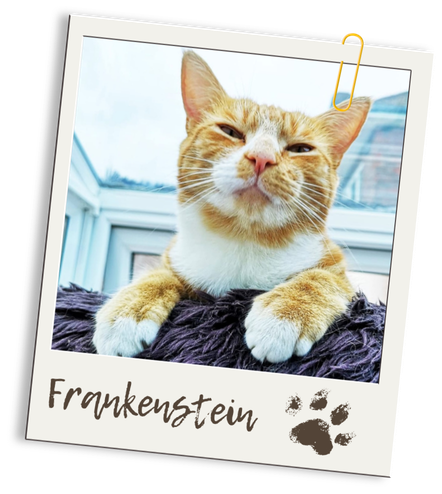Close-up photo of an orange and white cat, resting near a window with a cloudy sky outside, with the name "Frankenstein" and a paw print at the bottom of the photo.