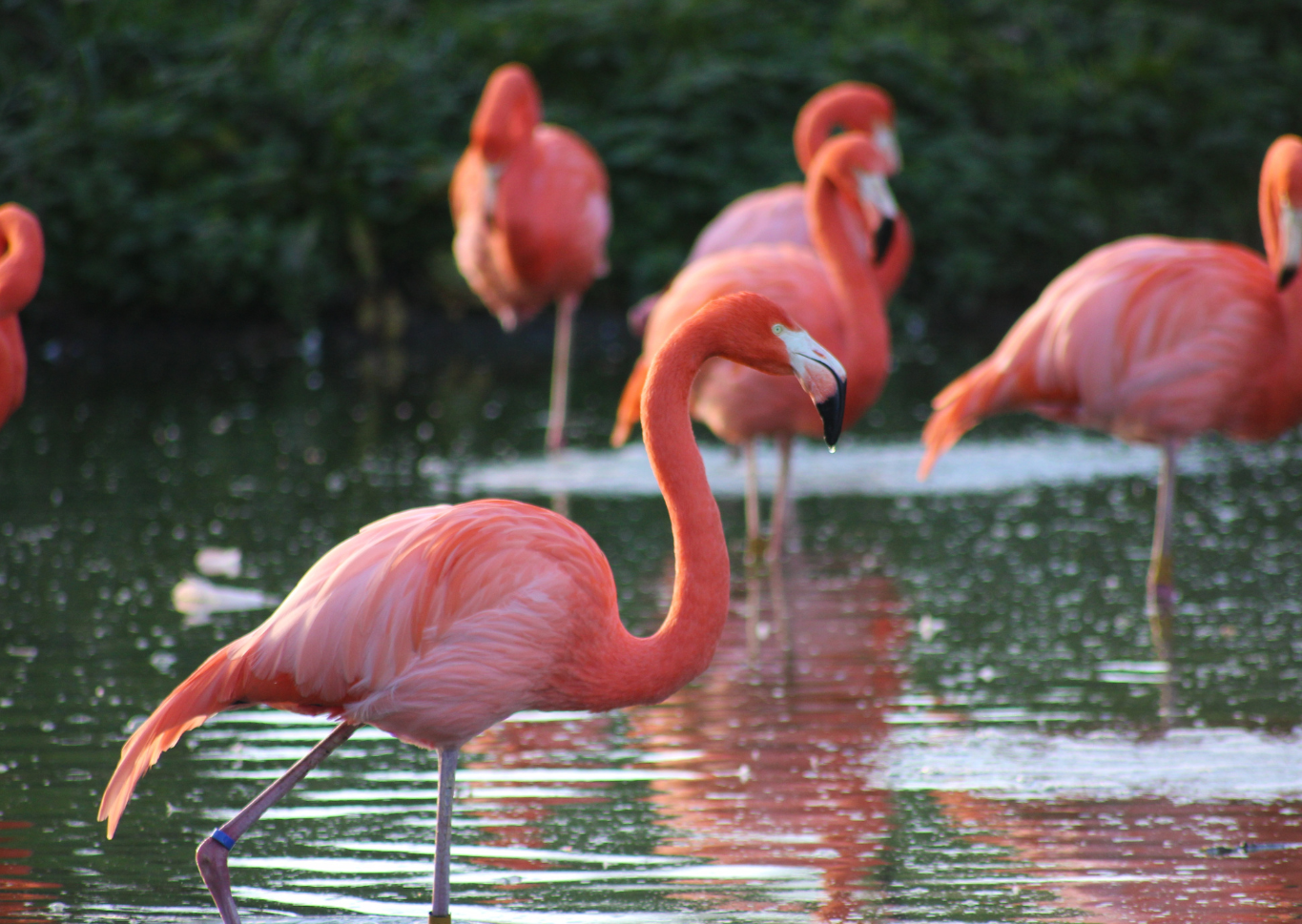 In the News: Flamingos and Global Warming