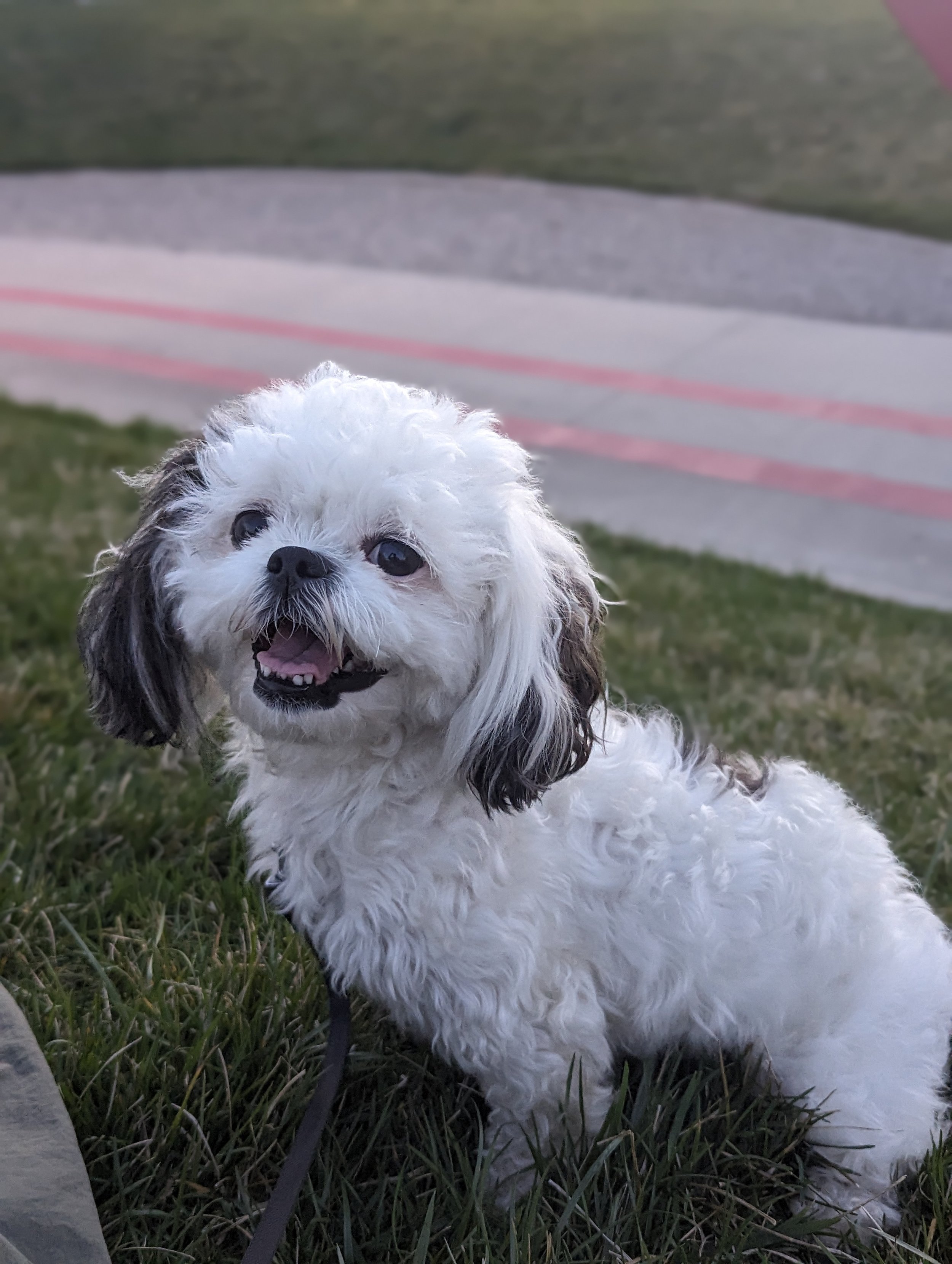 A small, fluffy, white and gray dog lying on green grass near a sidewalk, looking happy with an open mouth.