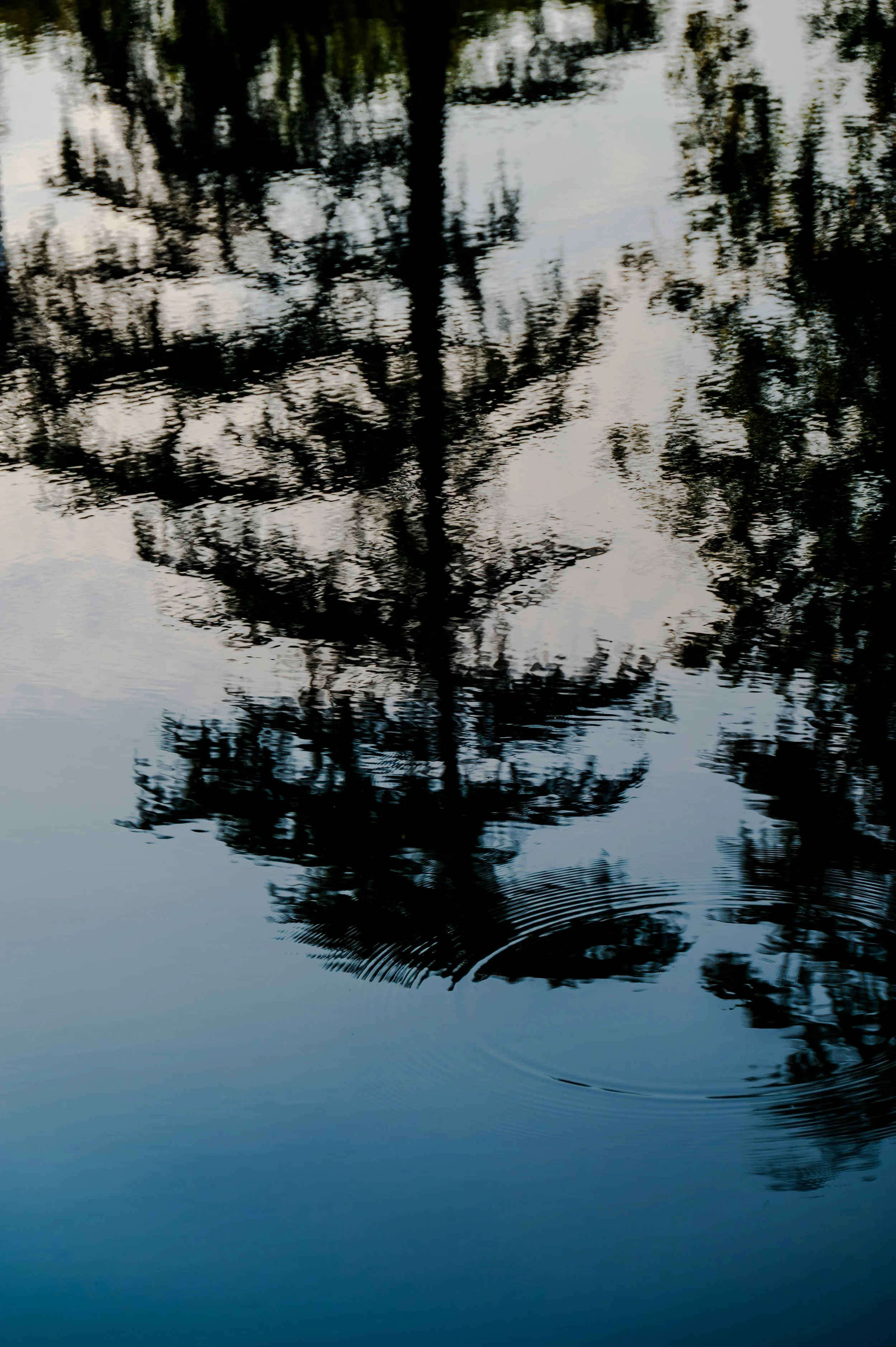 Reflection of trees in calm water with ripples.