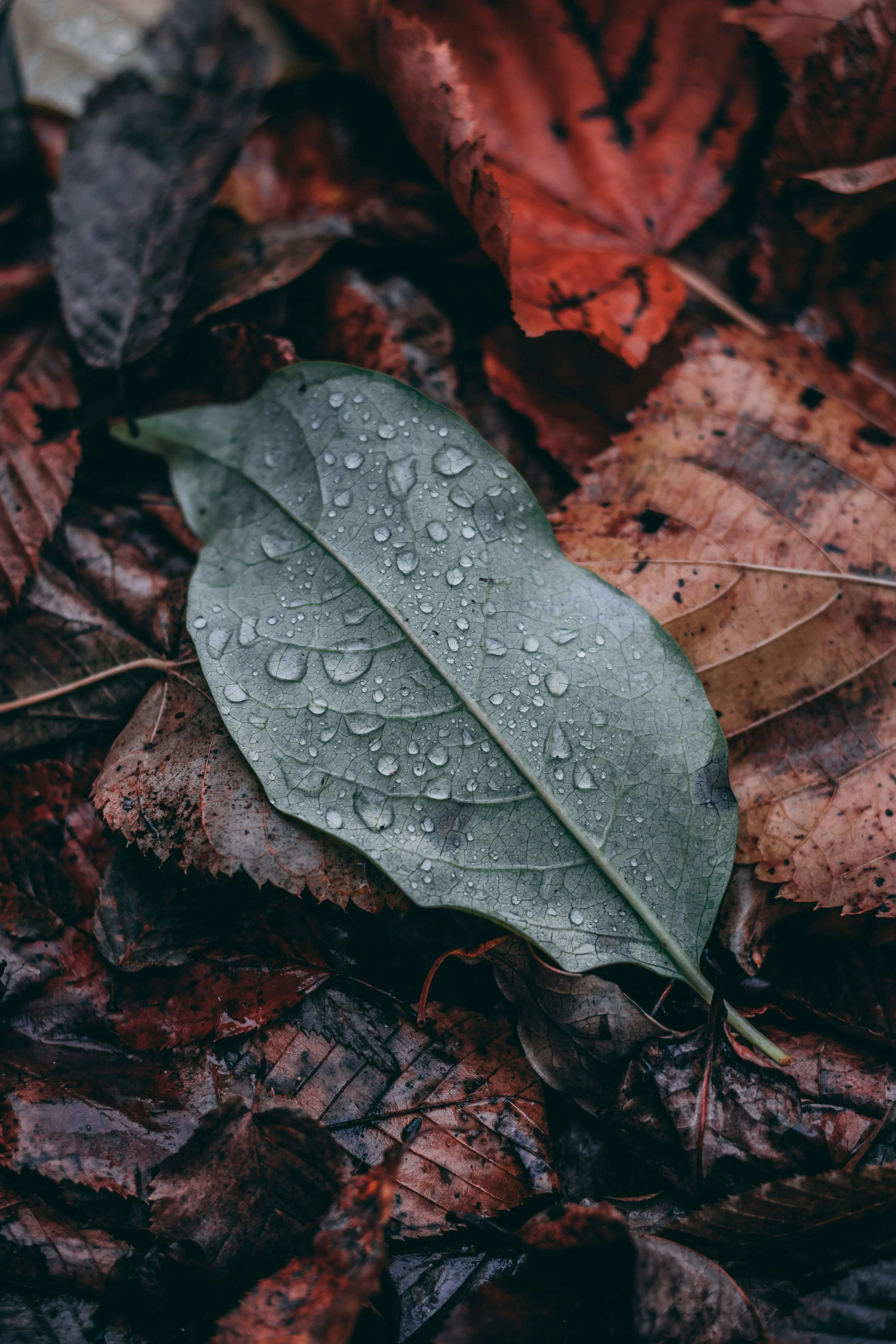 A gray-green leaf with water droplets on its surface lies among brown, fallen autumn leaves.
