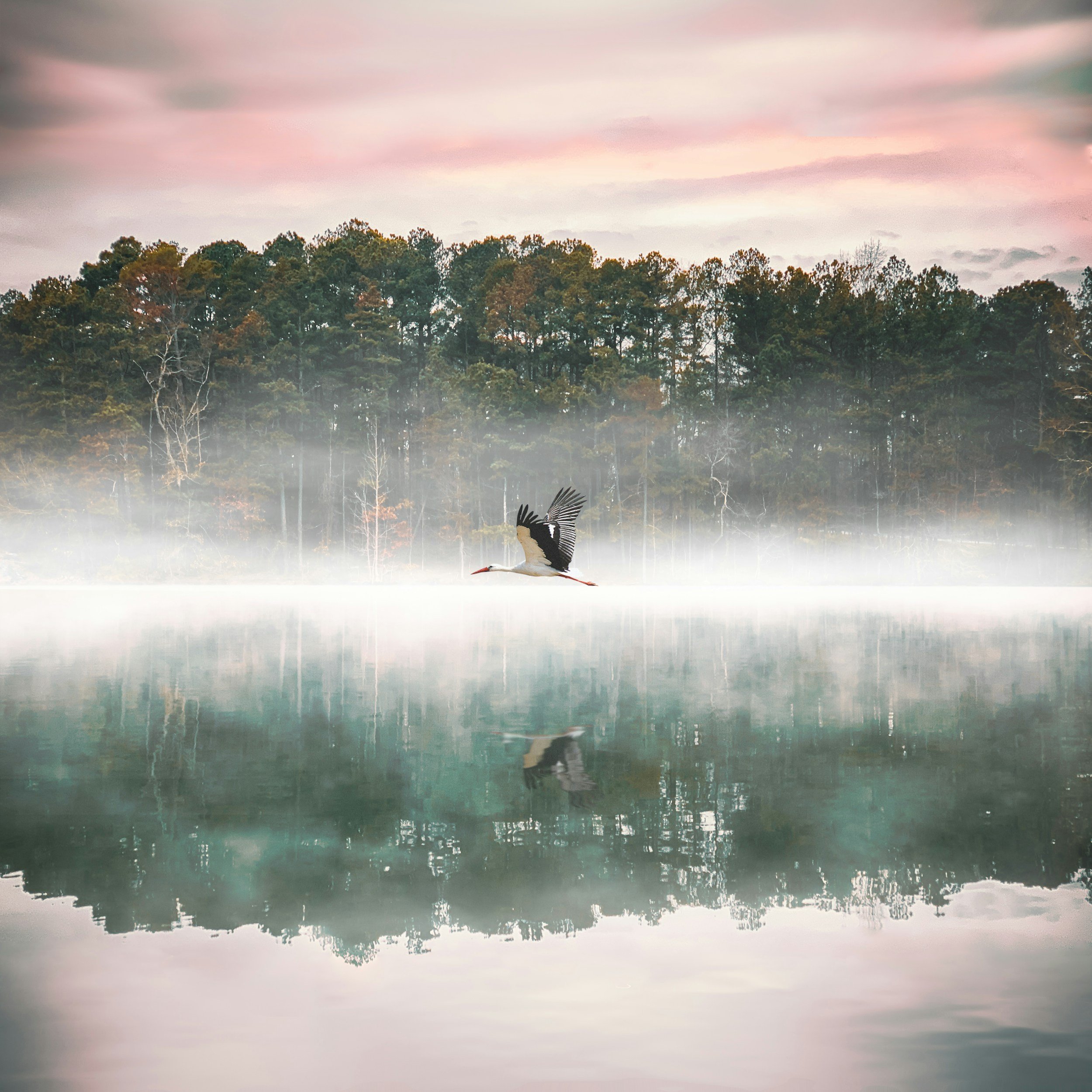 A stork flying low over a calm lake with a forested shoreline and trees in the background, under a cloudy sky with pink and gray tones.