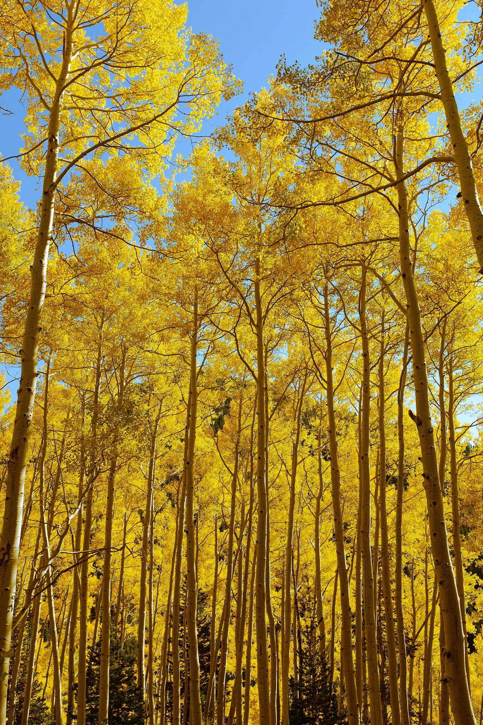 Tall aspen trees with yellow leaves during autumn, against a clear blue sky.