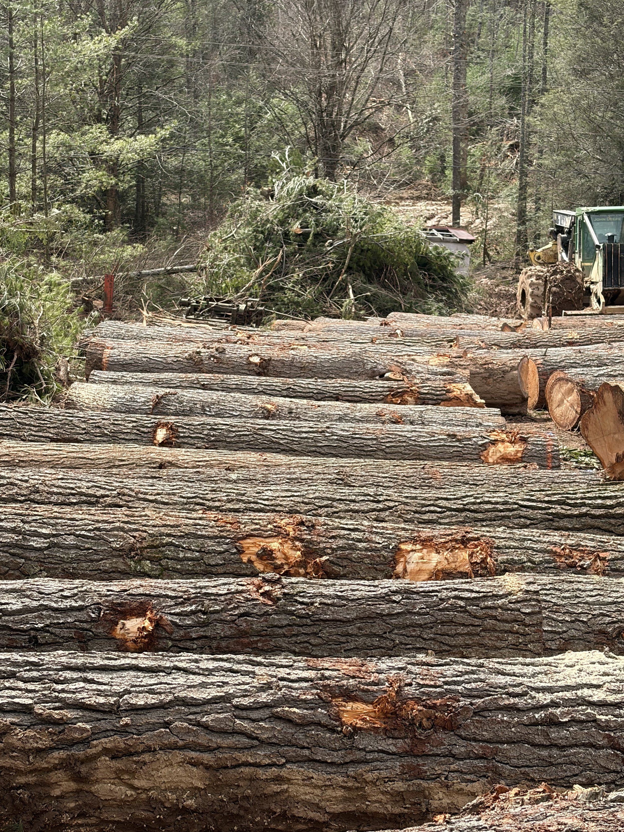 Eastern white pine logs