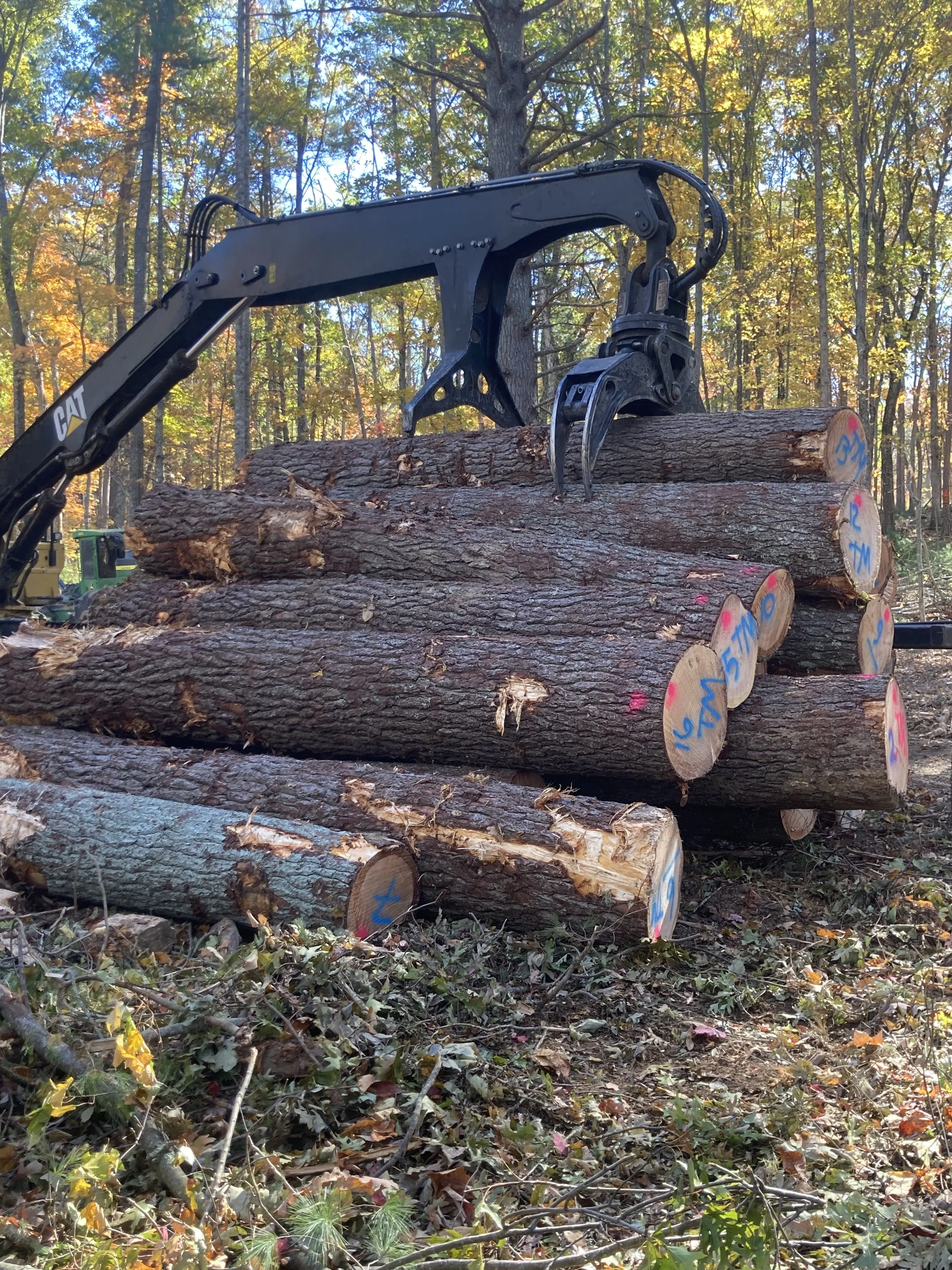Eastern white pine logs