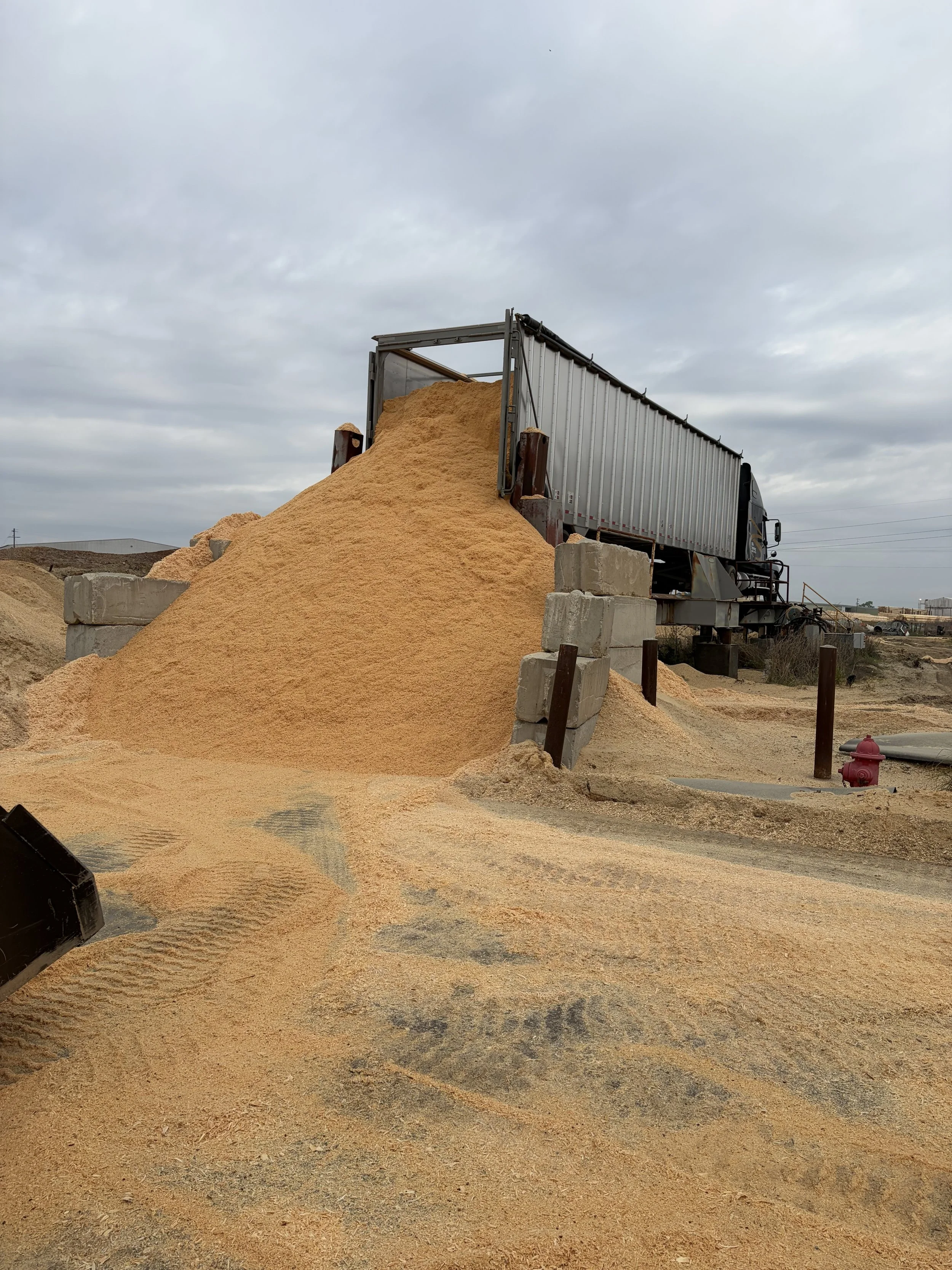 Southern yellow pine sawdust