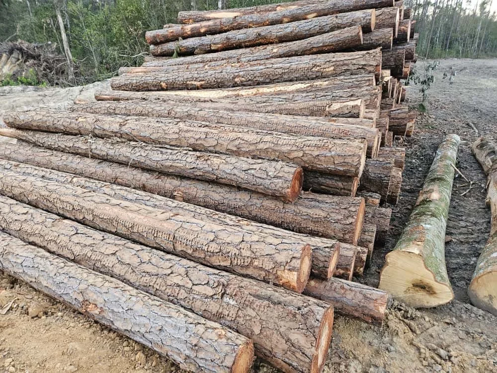 Southern yellow pine