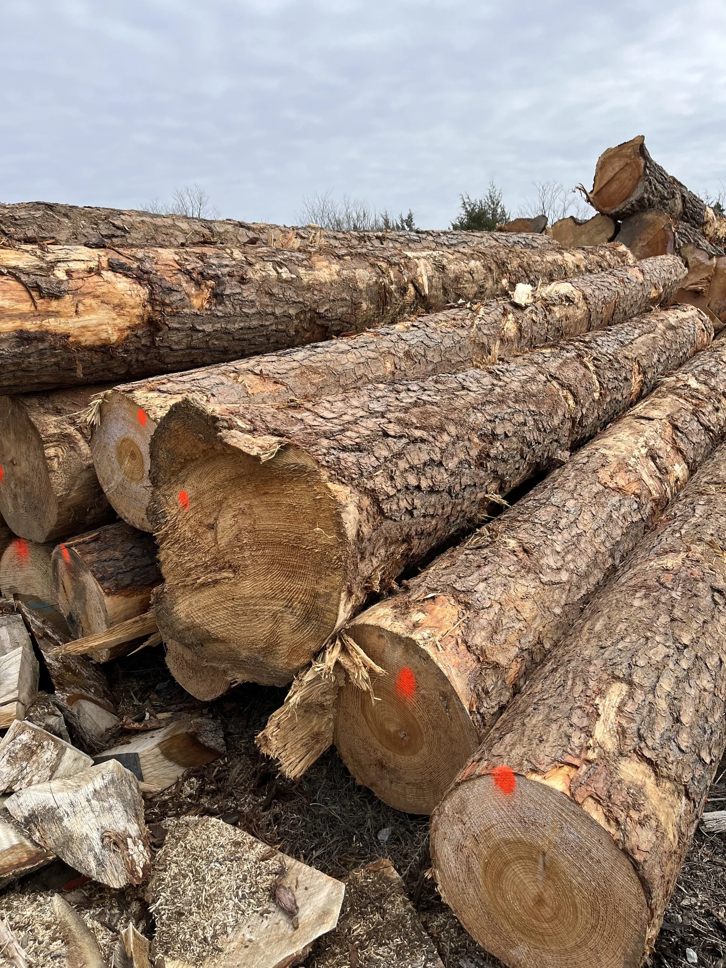 Southern yellow pine logs