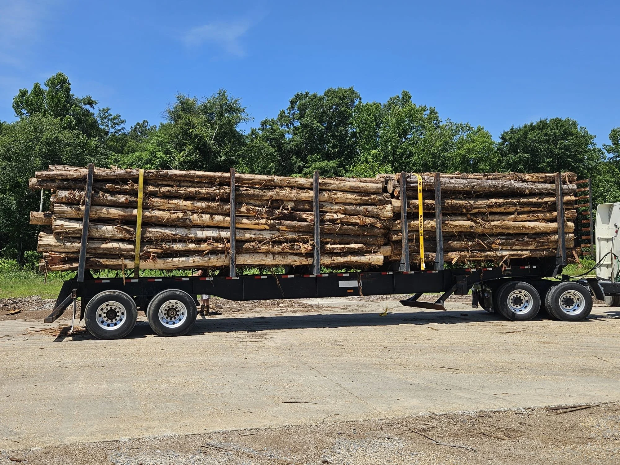 Eastern red cedar