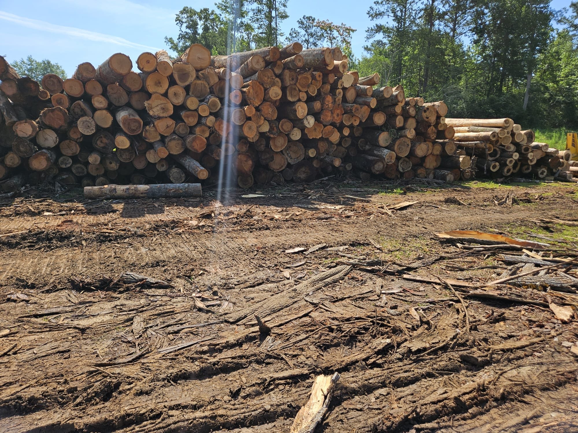 Mixed hardwoods
